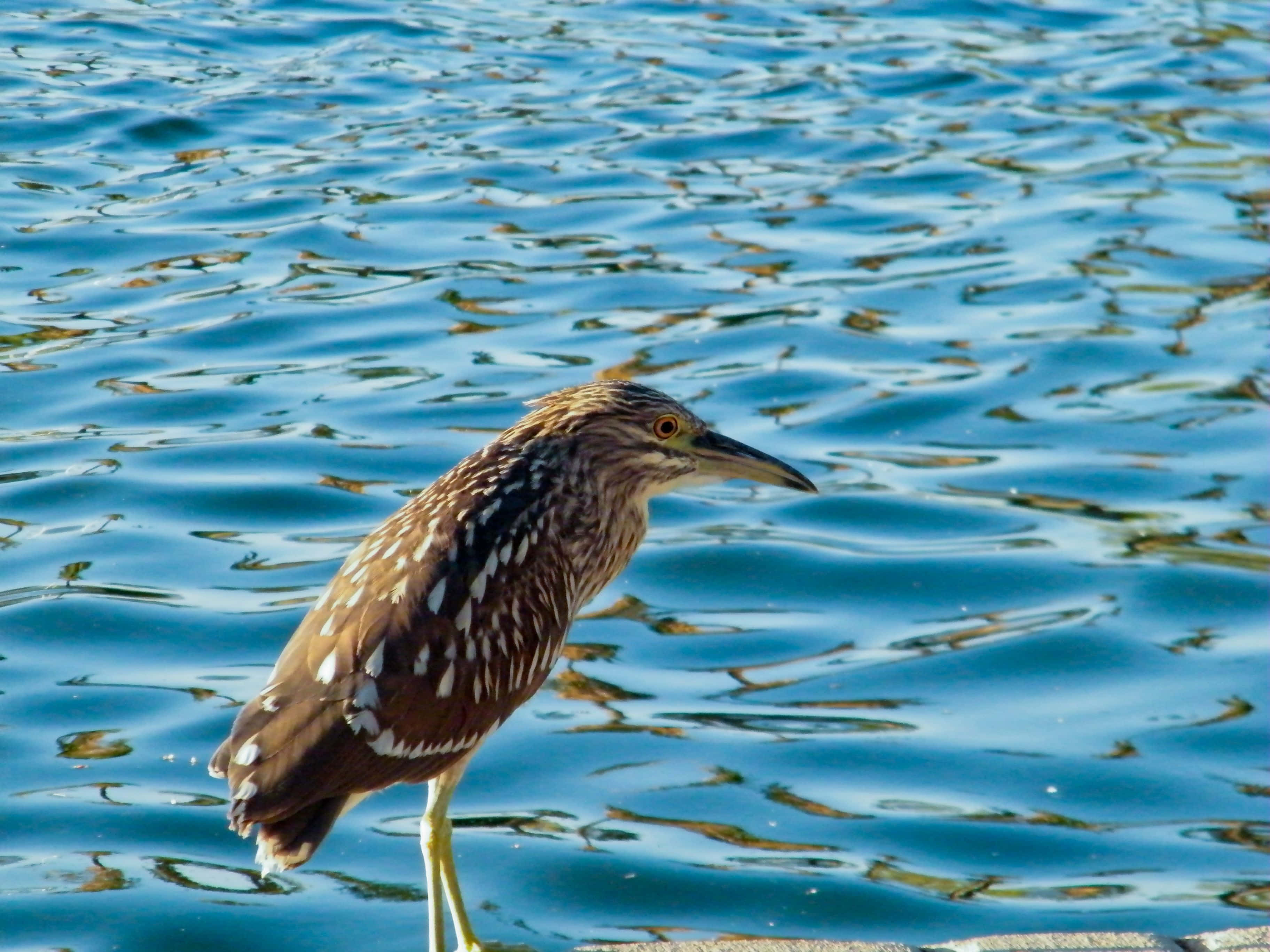juvenile heron, water's edge, rippling blue waves, 2K Desktop Wallpaper