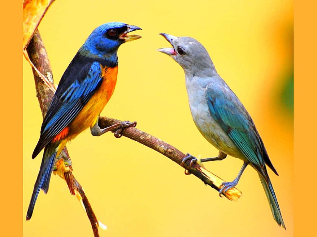 birds chirping, Morning Serenade, vibrant birds, SD Desktop Wallpaper