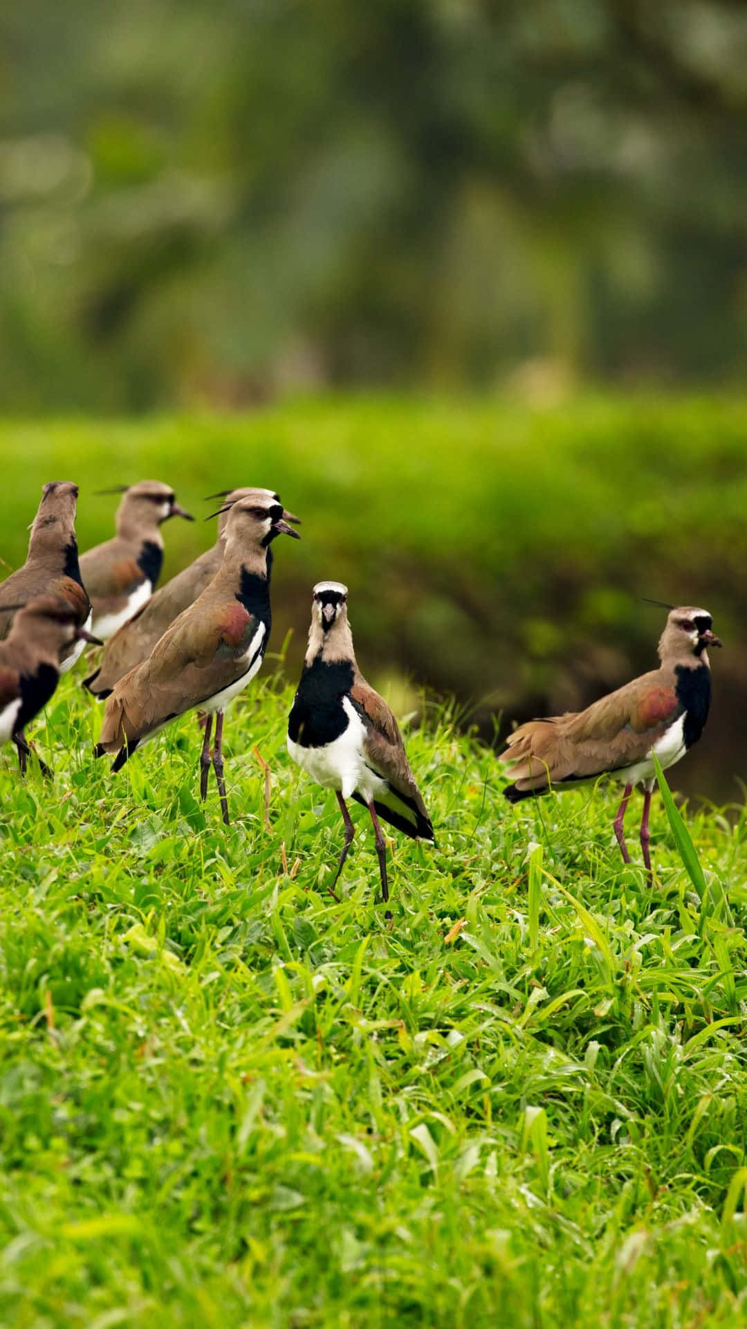 lapwings, grassy field, vibrant green grass, Full HD Phone Wallpaper