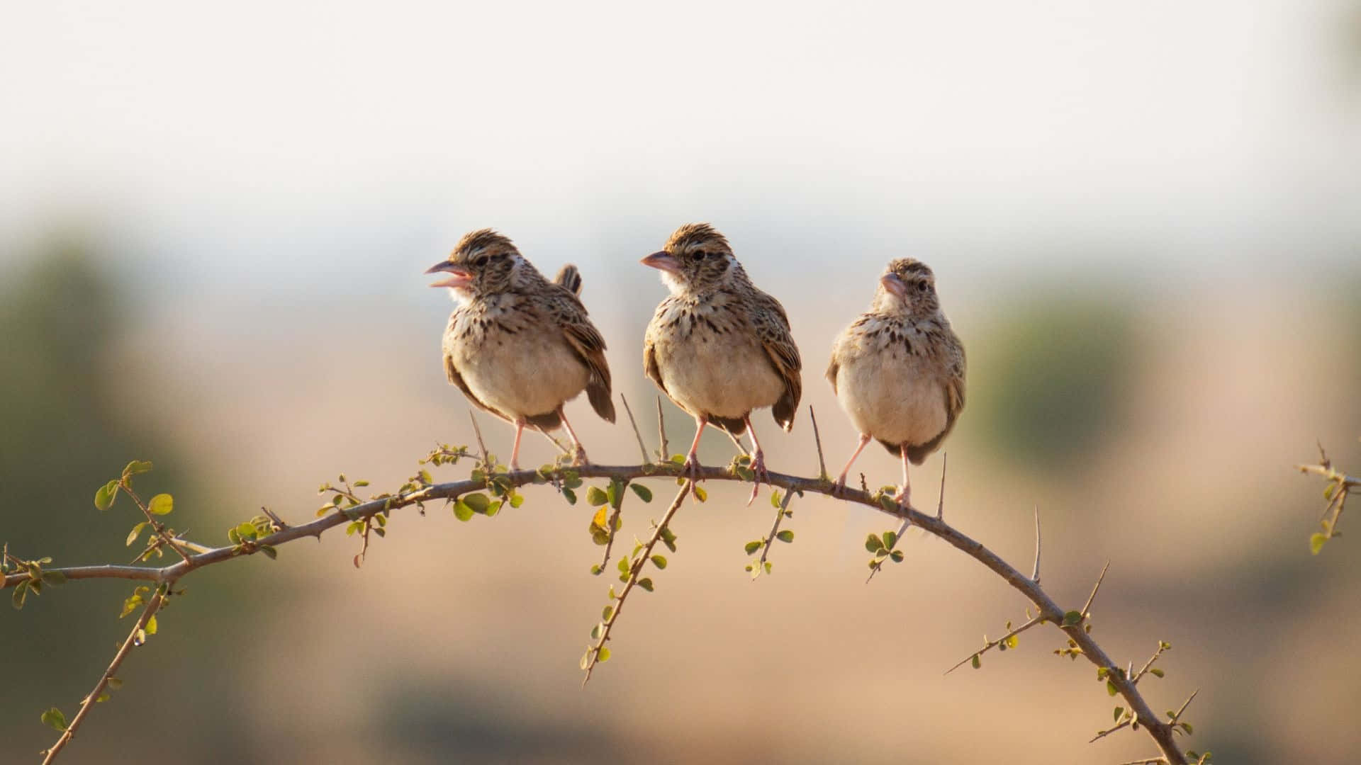 three sparrows, branch, thorny branch, Full HD Desktop Wallpaper
