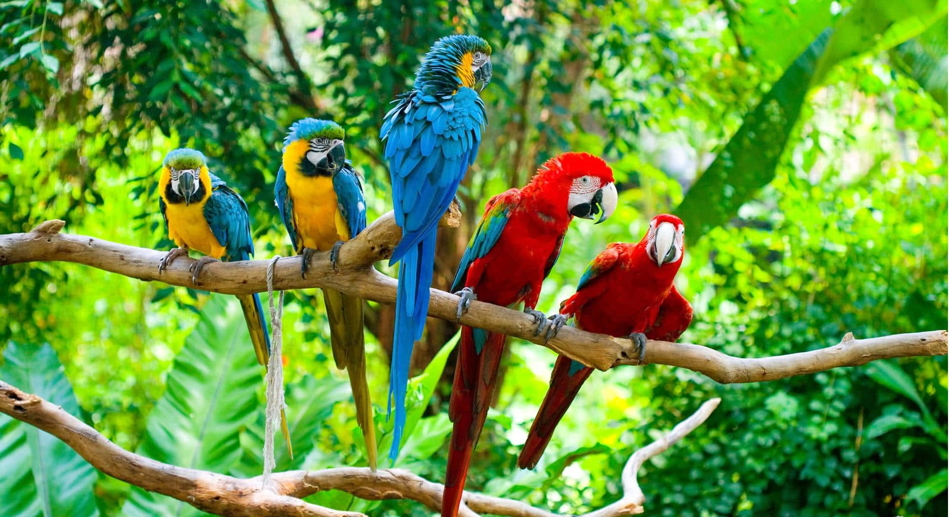macaws, blue yellow and red, sunlit branch, Full HD Desktop Wallpaper