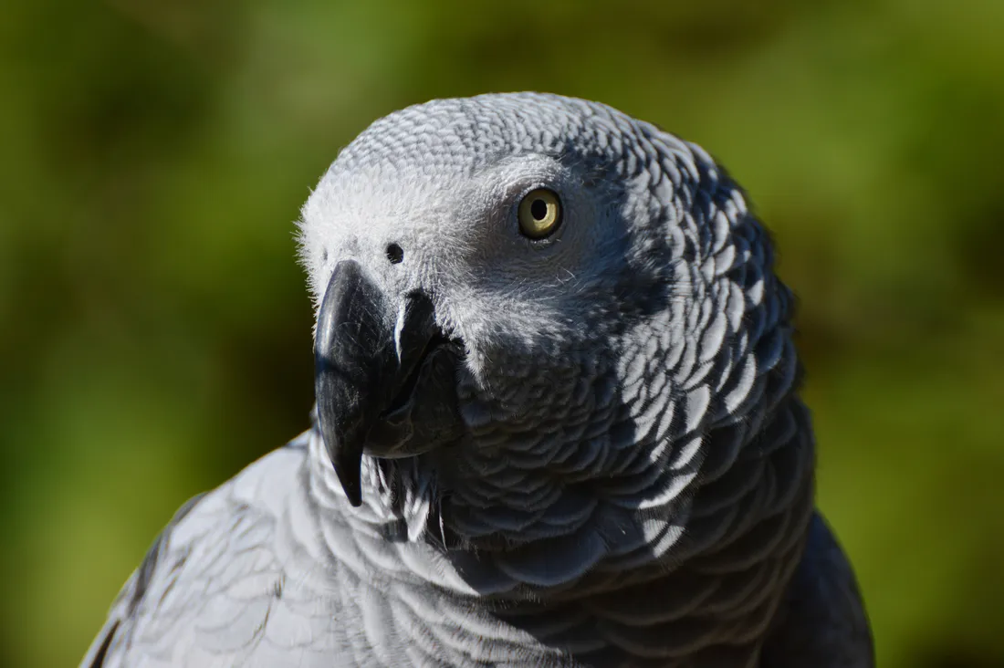 Birds Nature