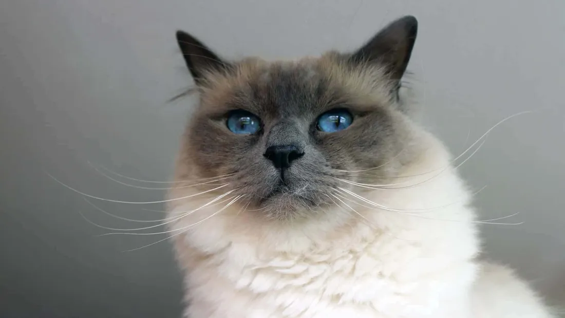 Birman