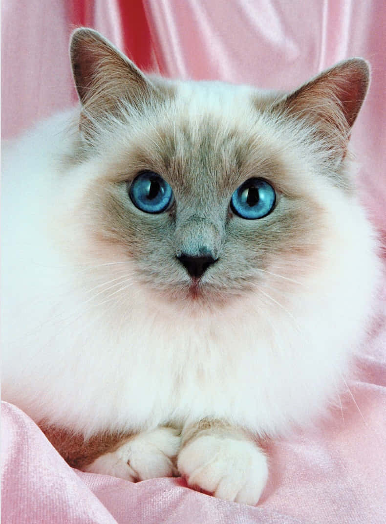 Birman, cream-colored, blue eyes, SD Phone Wallpaper