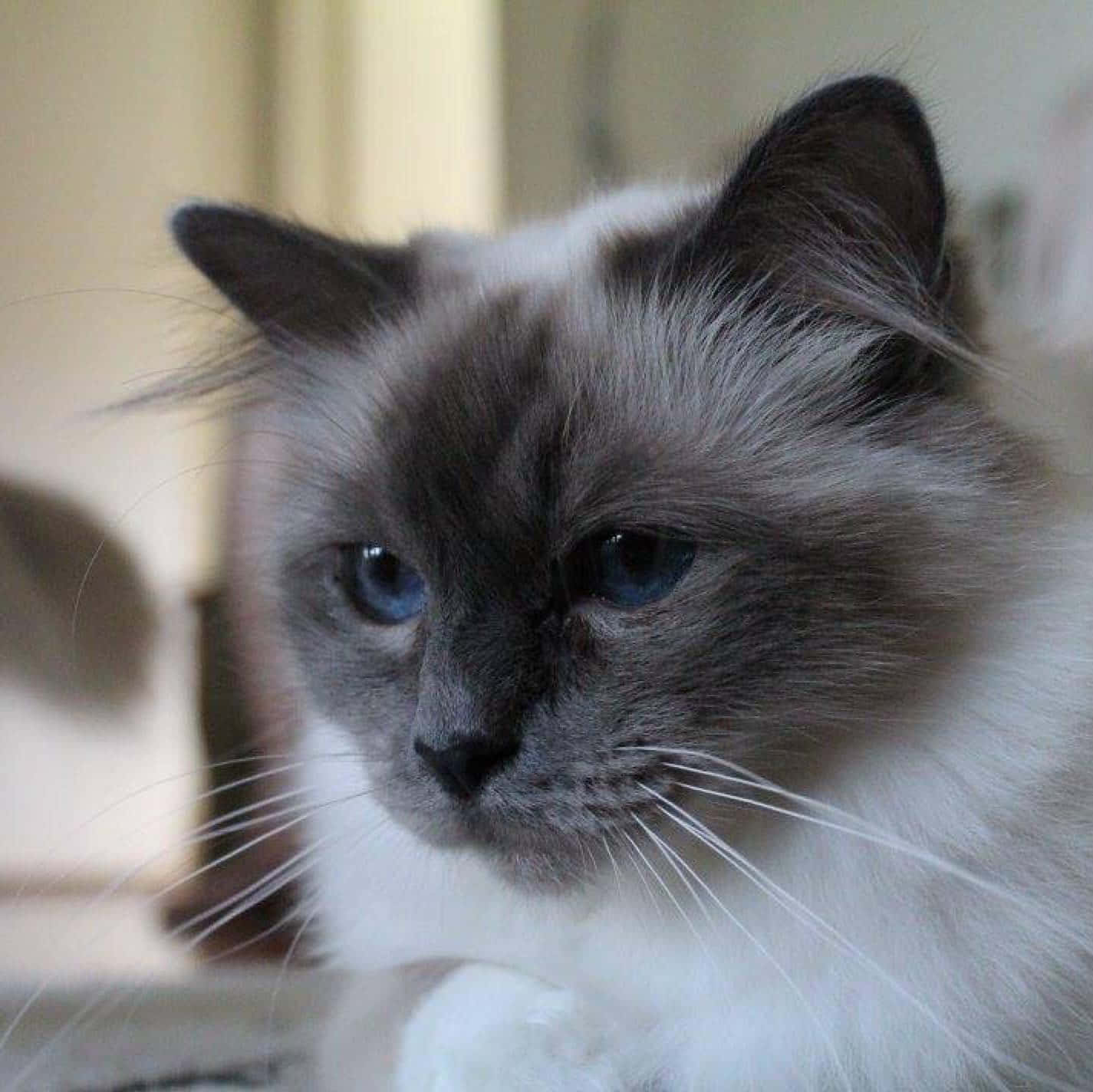 Birman, fluffy Birman cat, blue eyes, HD Desktop Wallpaper