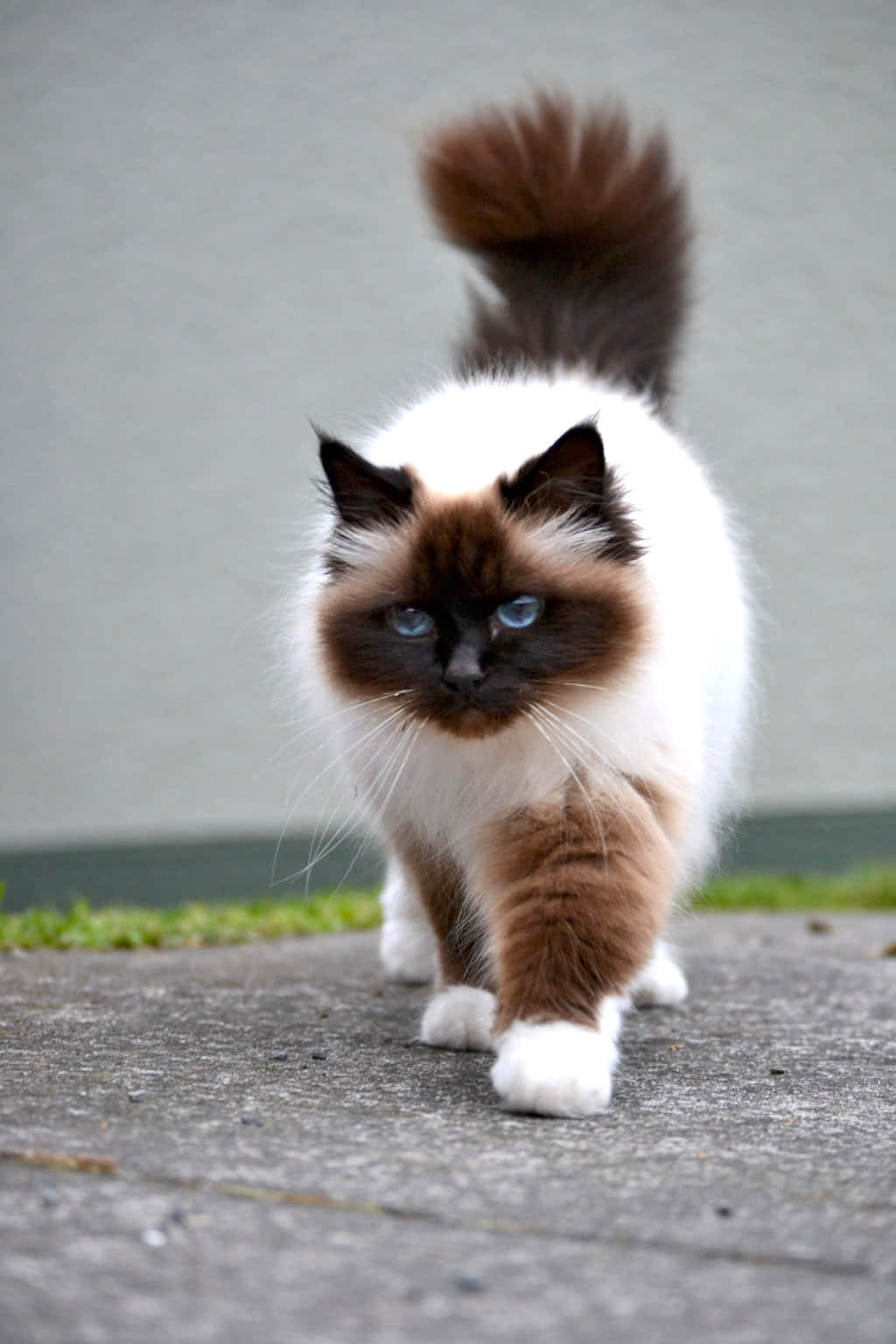Birman, fluffy Birman cat, striking blue eyes, HD Phone Wallpaper