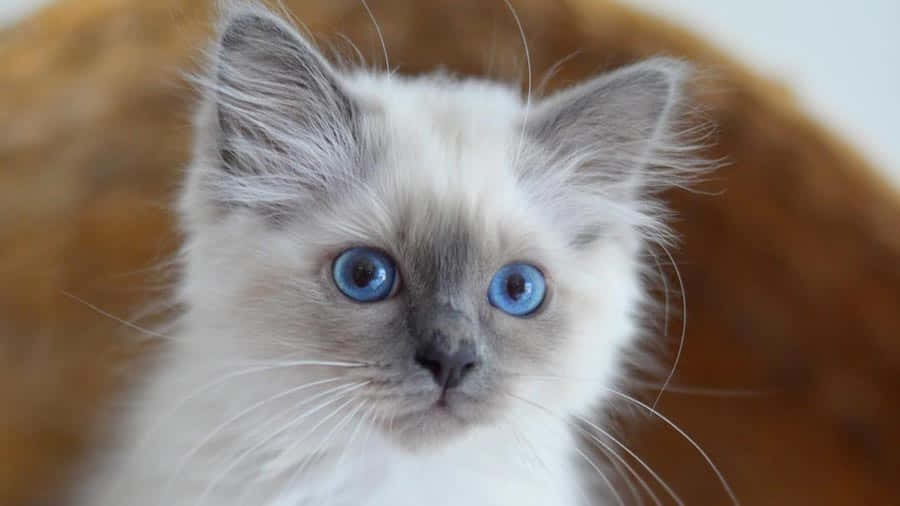 Birman, 900 x 506, fluffy white kitten, SD Desktop Wallpaper