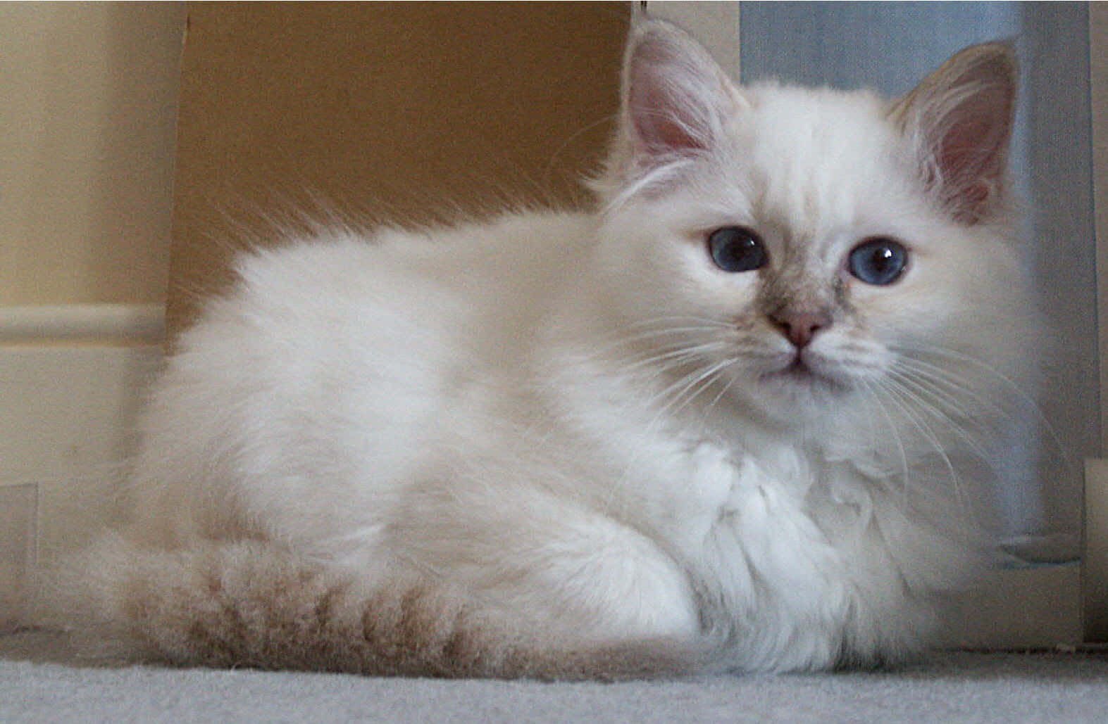 Birman, fluffy white kitten, striking blue eyes, HD Desktop Wallpaper