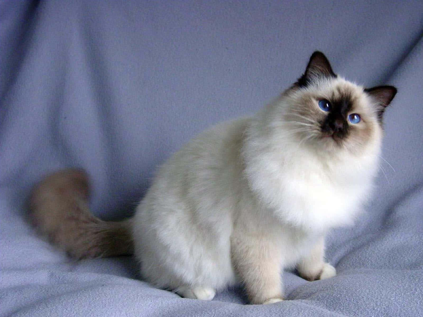 Birman, cream-colored, blue eyes, HD Desktop Wallpaper