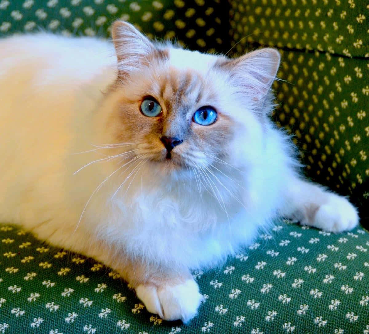Birman, white cat, blue eyes, SD Desktop Wallpaper