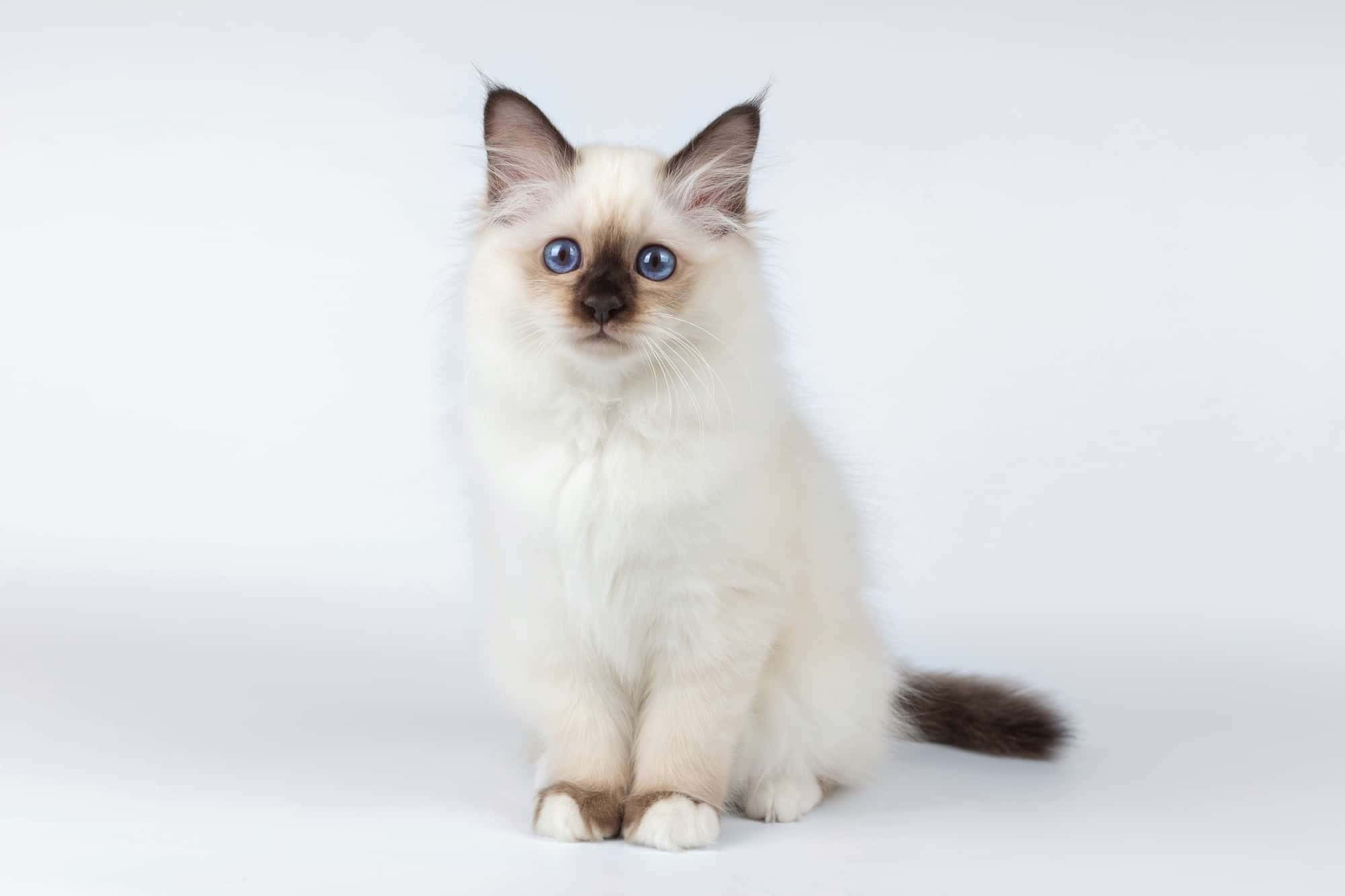 Birman, cream-colored, blue eyes, Full HD Desktop Wallpaper