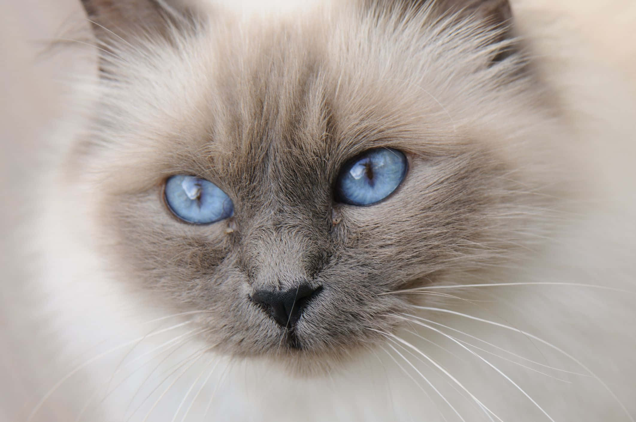 Birman, fluffy cat, piercing blue eyes, Full HD Desktop Wallpaper