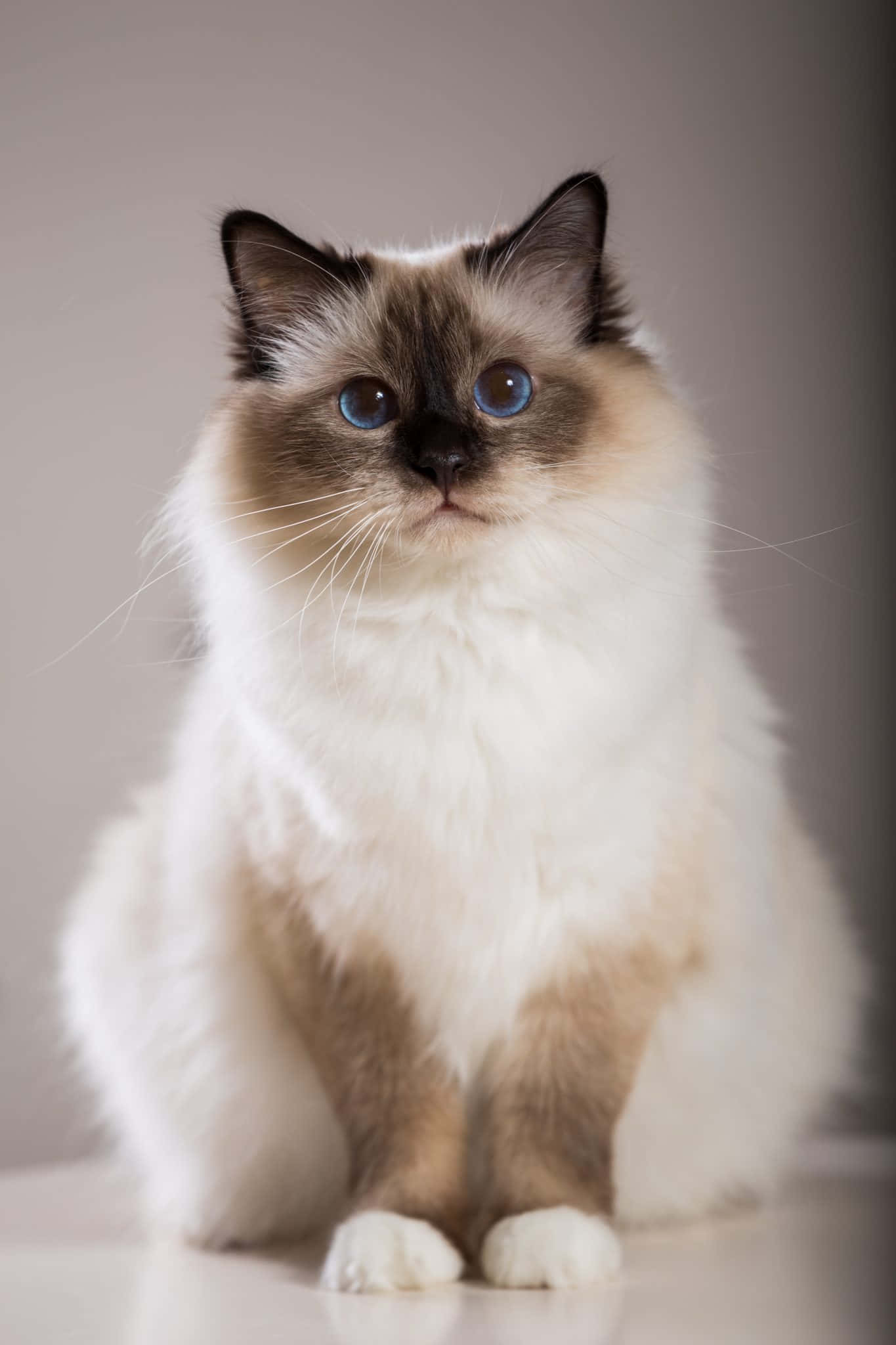 Birman, 1365 x 2048, blue eyes, Full HD Phone Wallpaper