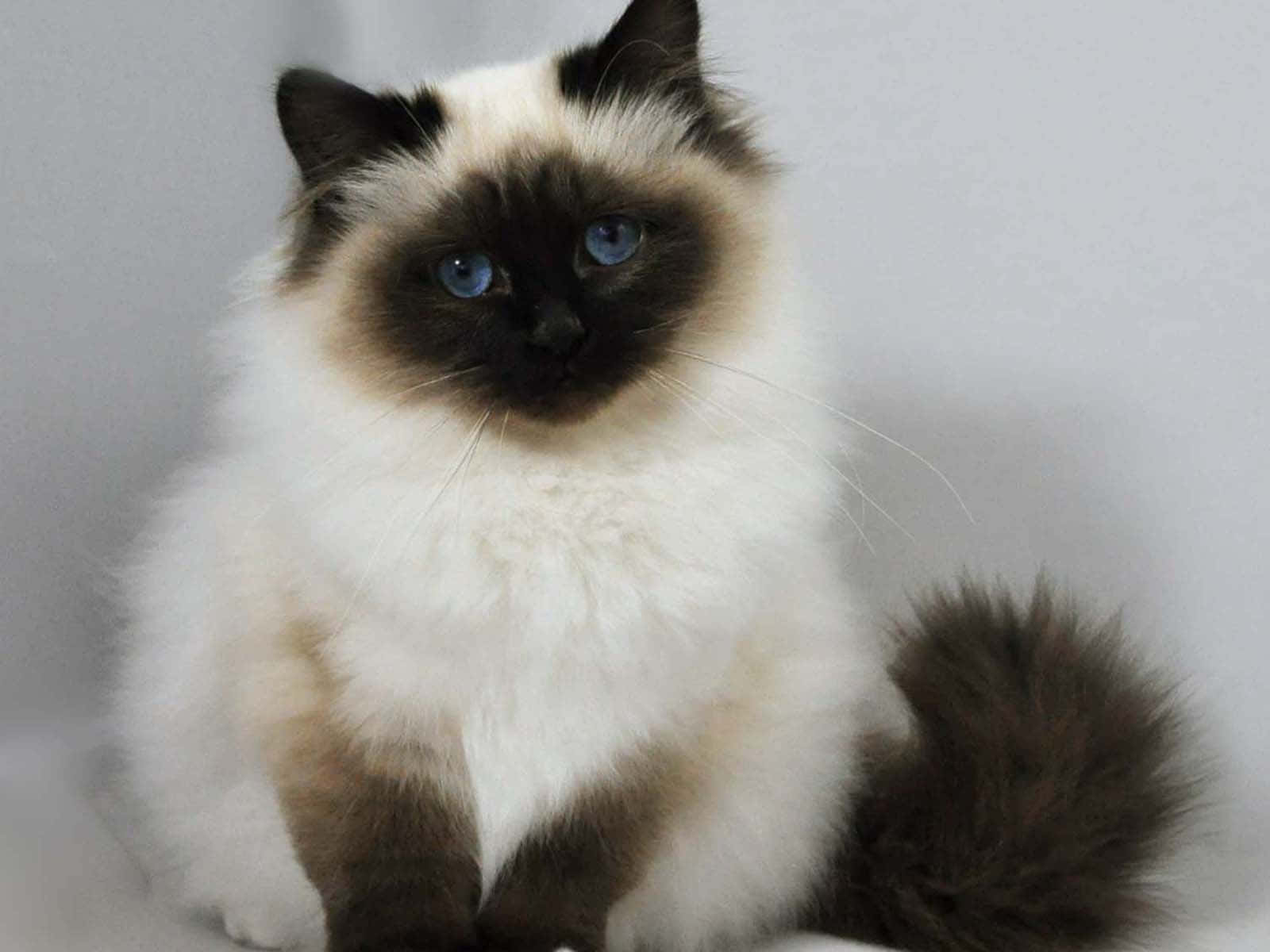 Birman, fluffy Birman cat, blue eyes, HD Desktop Wallpaper