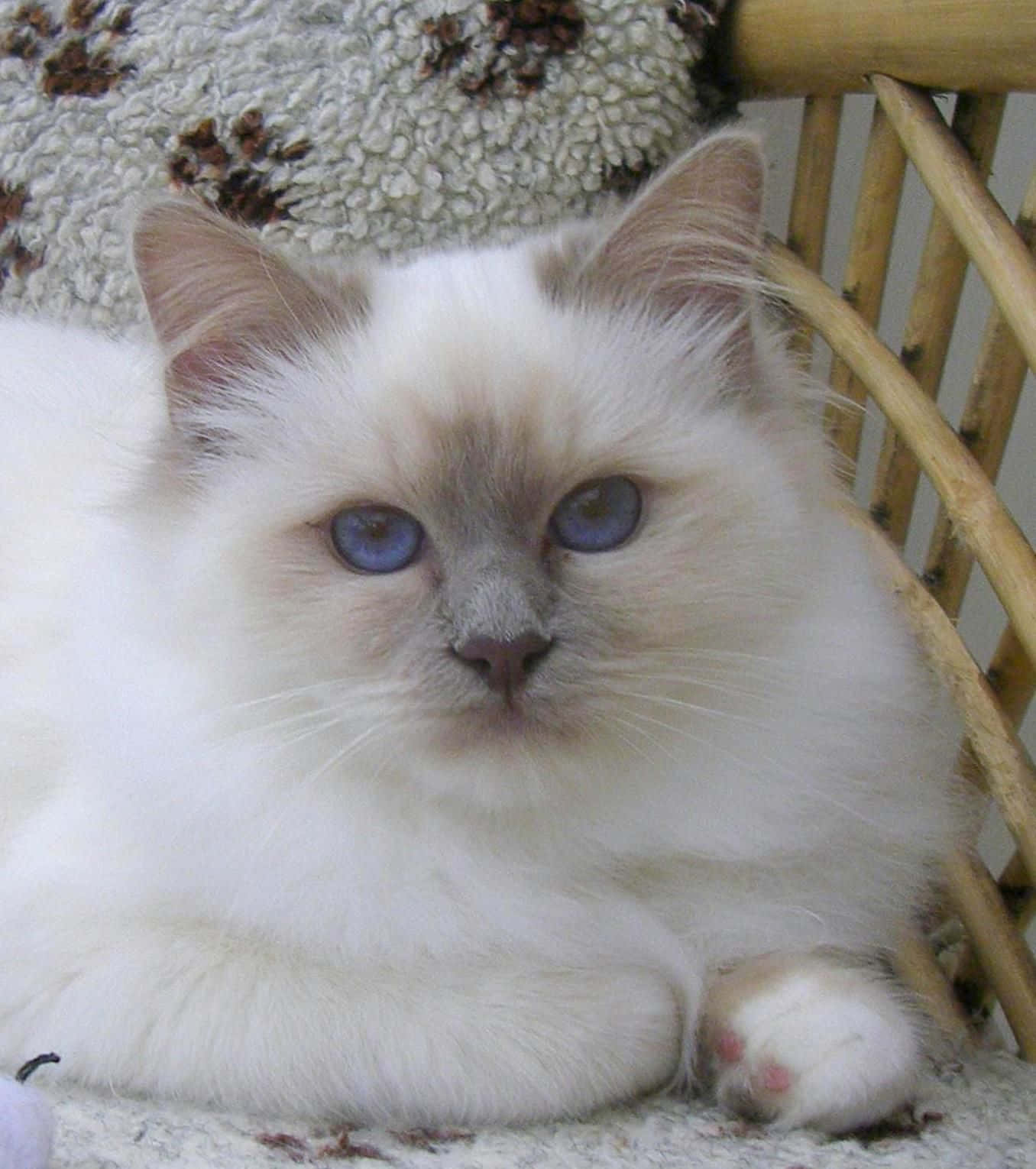 Birman, fluffy white cat, striking blue eyes, HD Phone Wallpaper