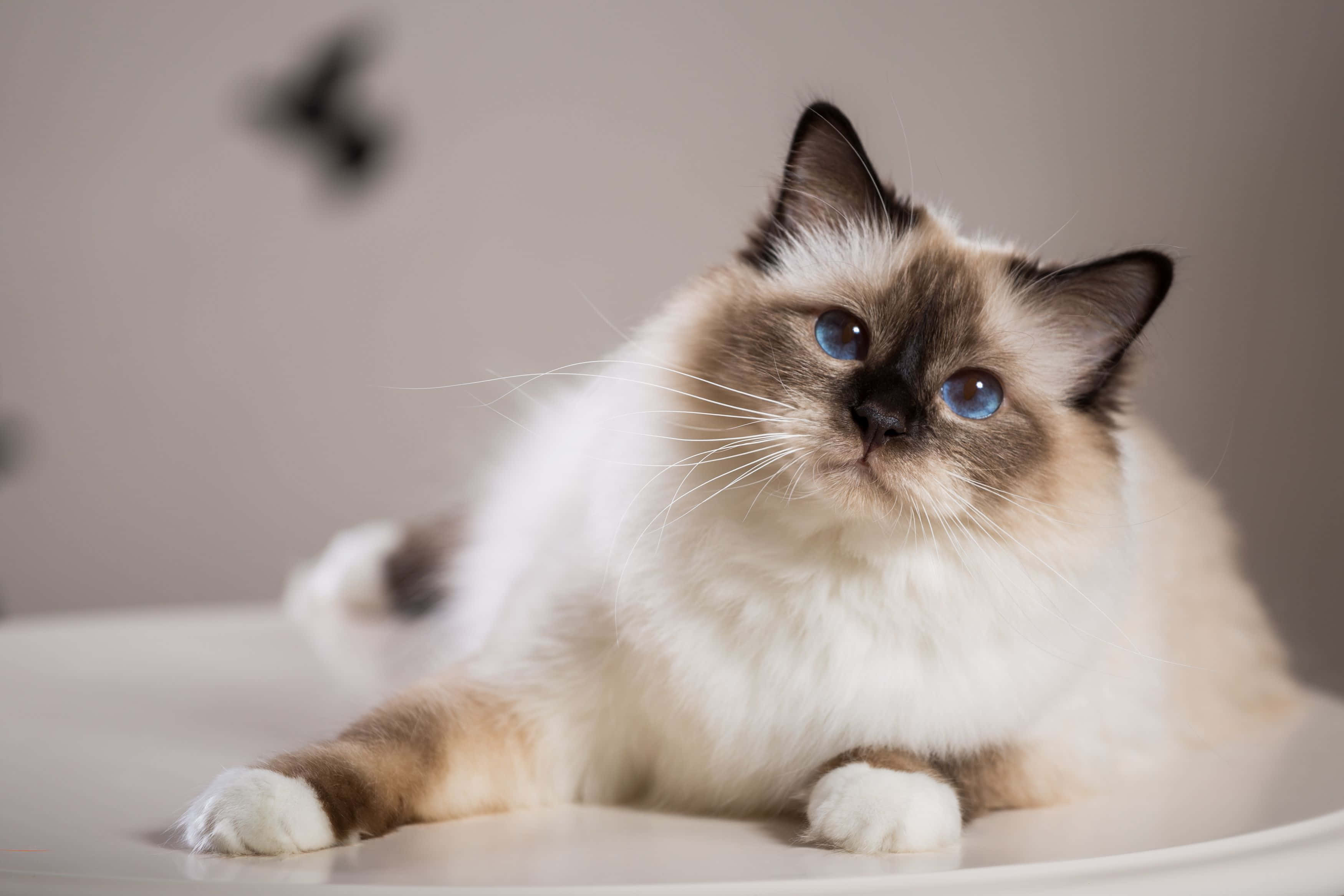 Birman, cream and brown, blue eyes, 2K Desktop Wallpaper