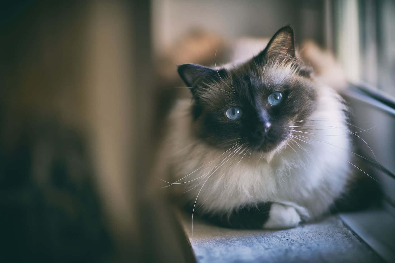 Birman, fluffy birman cat, blue eyes, HD Desktop Wallpaper