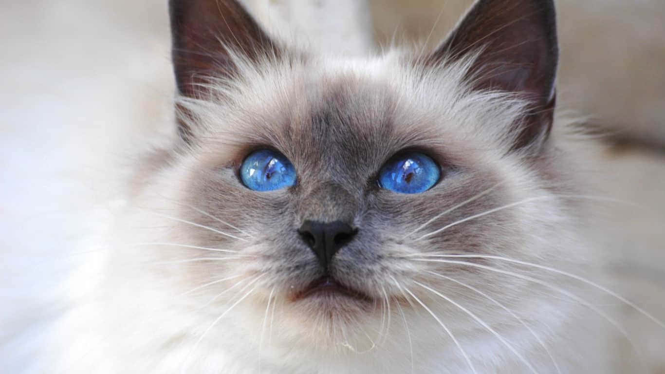Birman, fluffy cat, striking blue eyes, HD Desktop Wallpaper