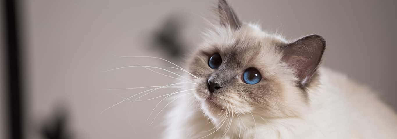 Birman, cream-colored, blue eyes, HD Desktop Wallpaper