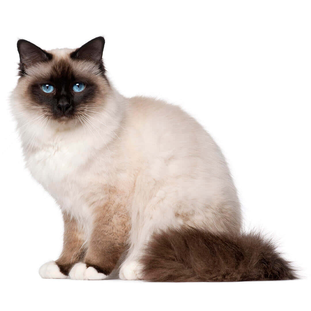 Birman, blue eyes, dark points, SD Desktop Wallpaper