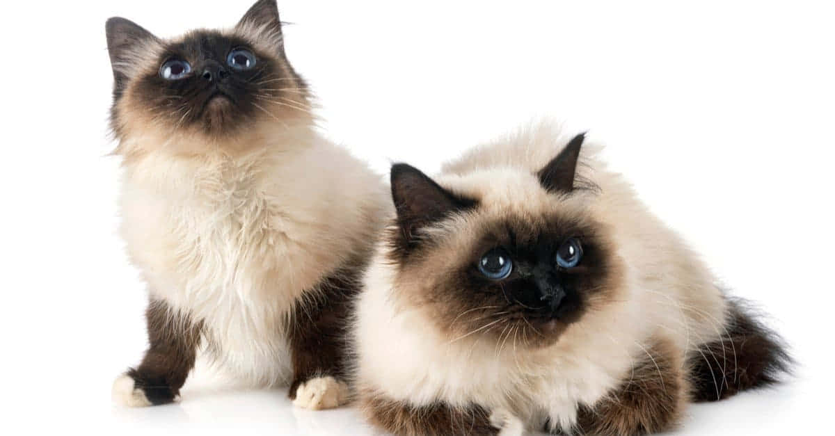 Birman, fluffy Birman cats, striking blue eyes, SD Desktop Wallpaper