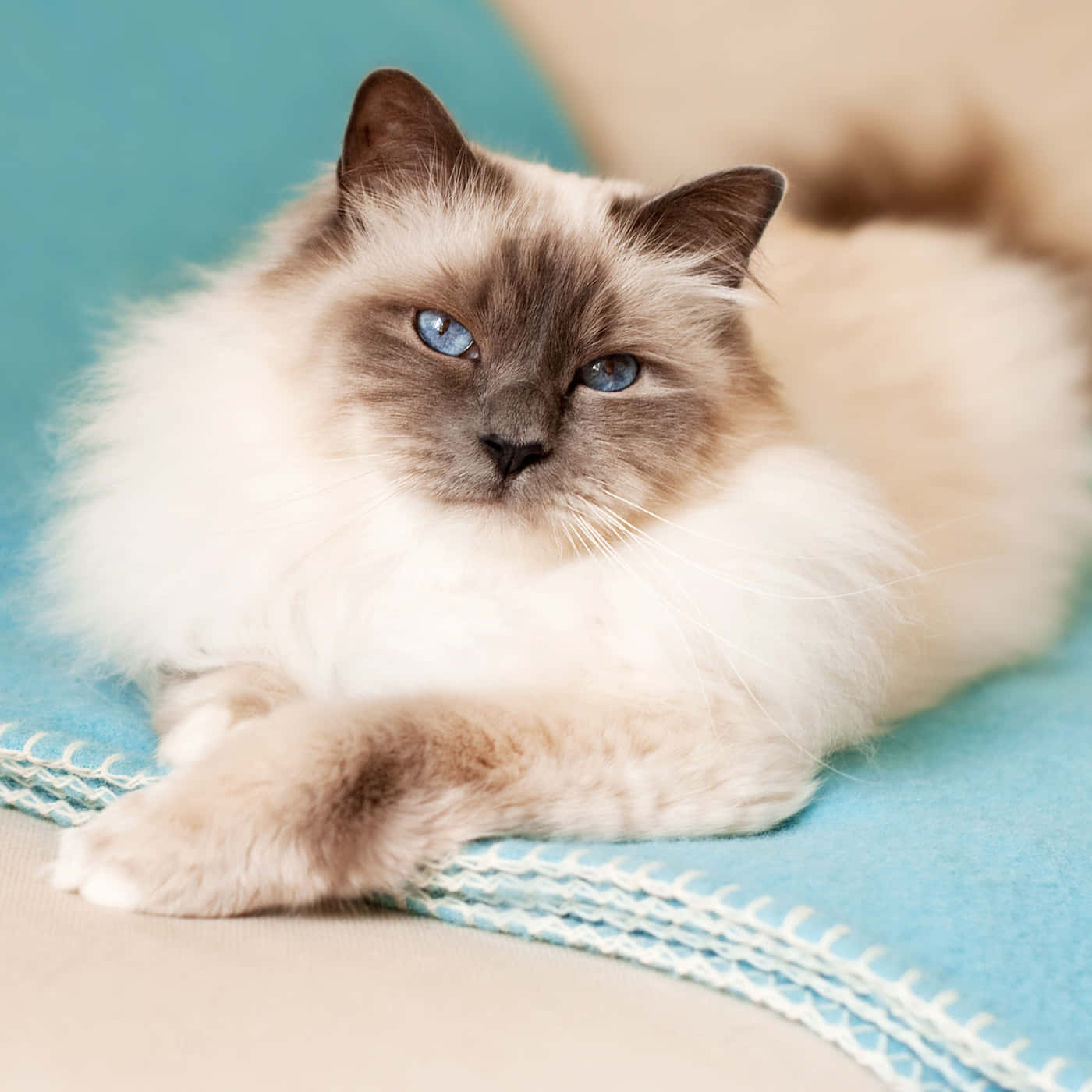 Birman, blue eyes, fluffy, HD Desktop Wallpaper