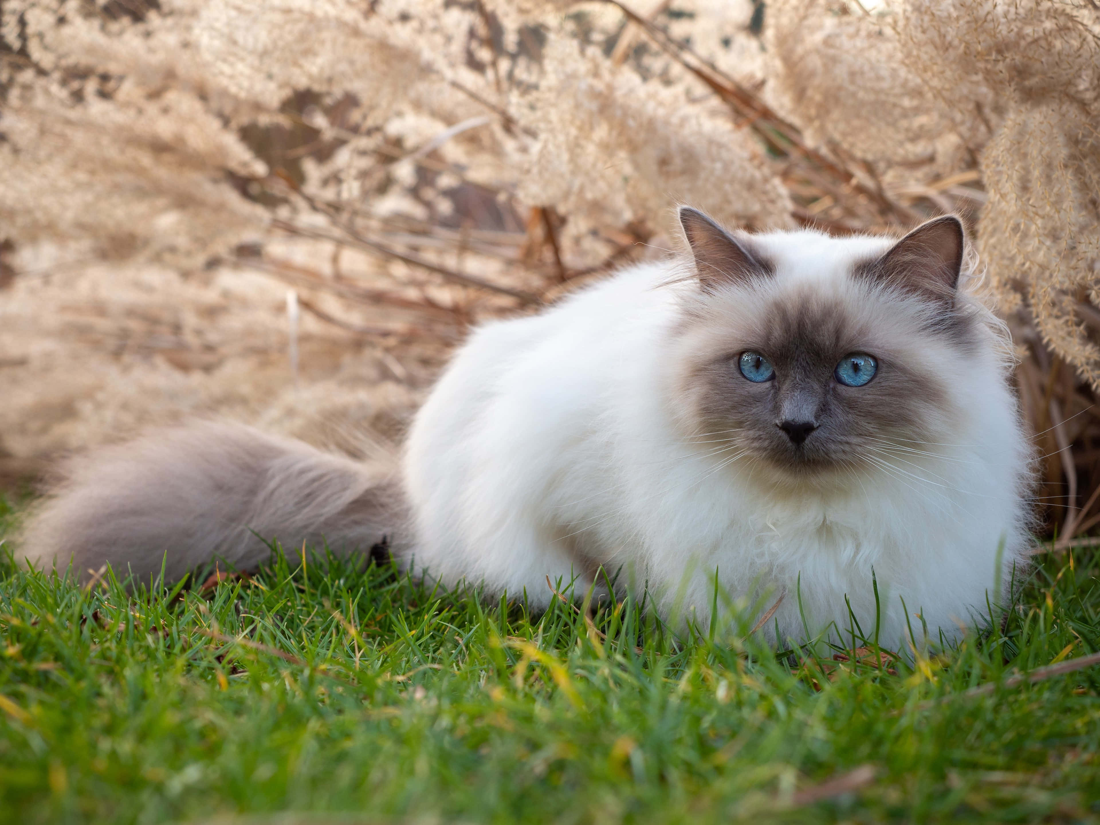 Birman, blue eyes, fluffy white and grey cat, 4K Desktop Wallpaper
