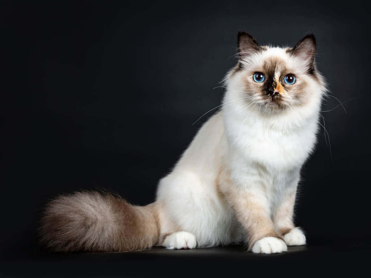 Birman, fluffy Birman cat, blue eyes, SD Desktop Wallpaper