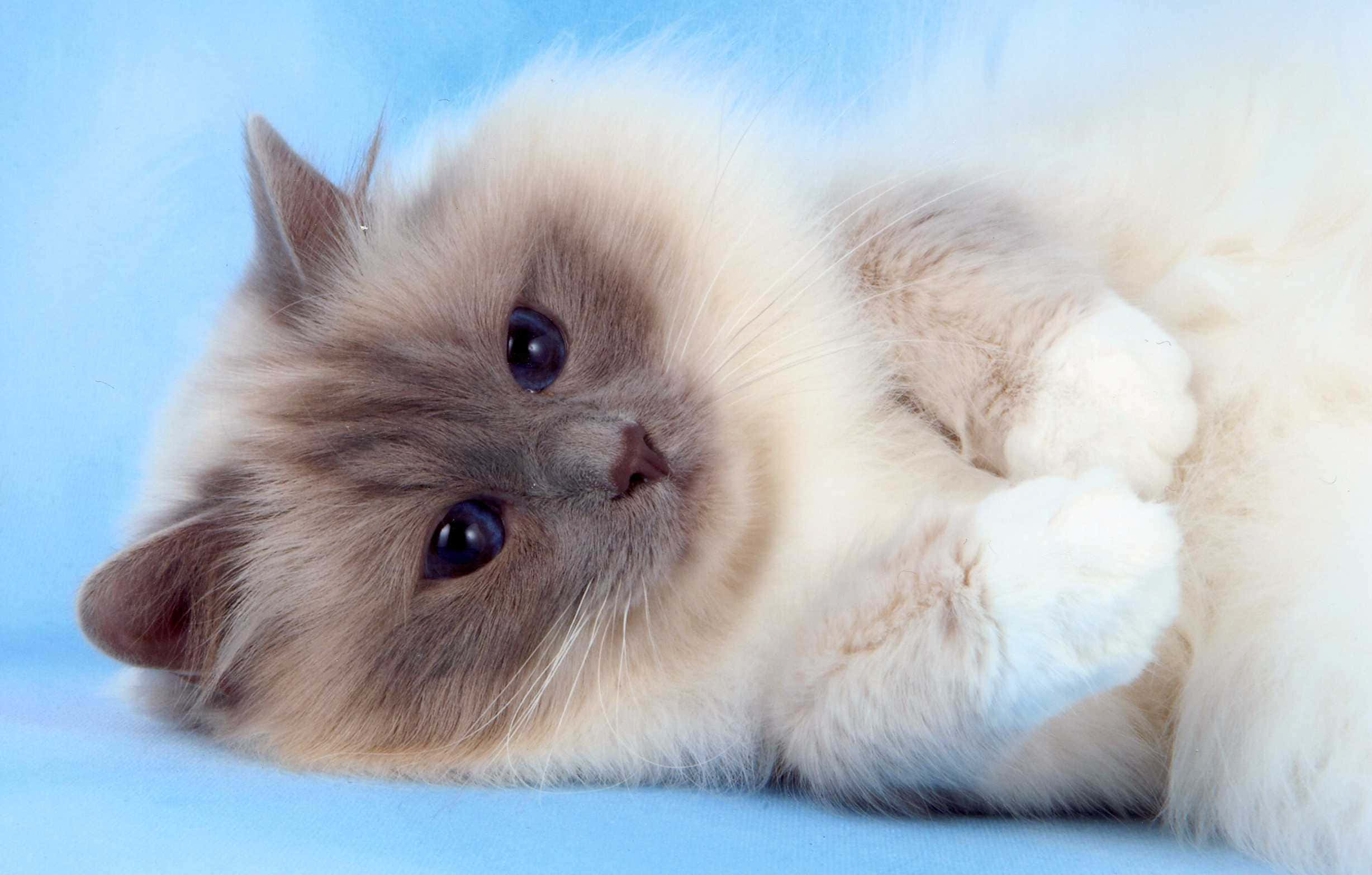 Birman, cream and gray, dark eyes, Full HD Desktop Wallpaper