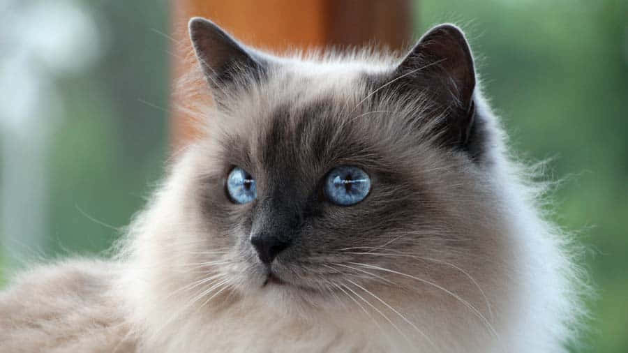 Birman, fluffy Birman cat, blue eyes, SD Desktop Wallpaper