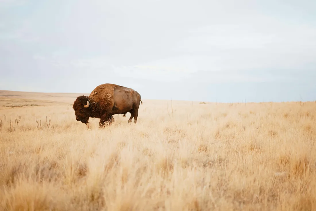 Bison Wallpapers