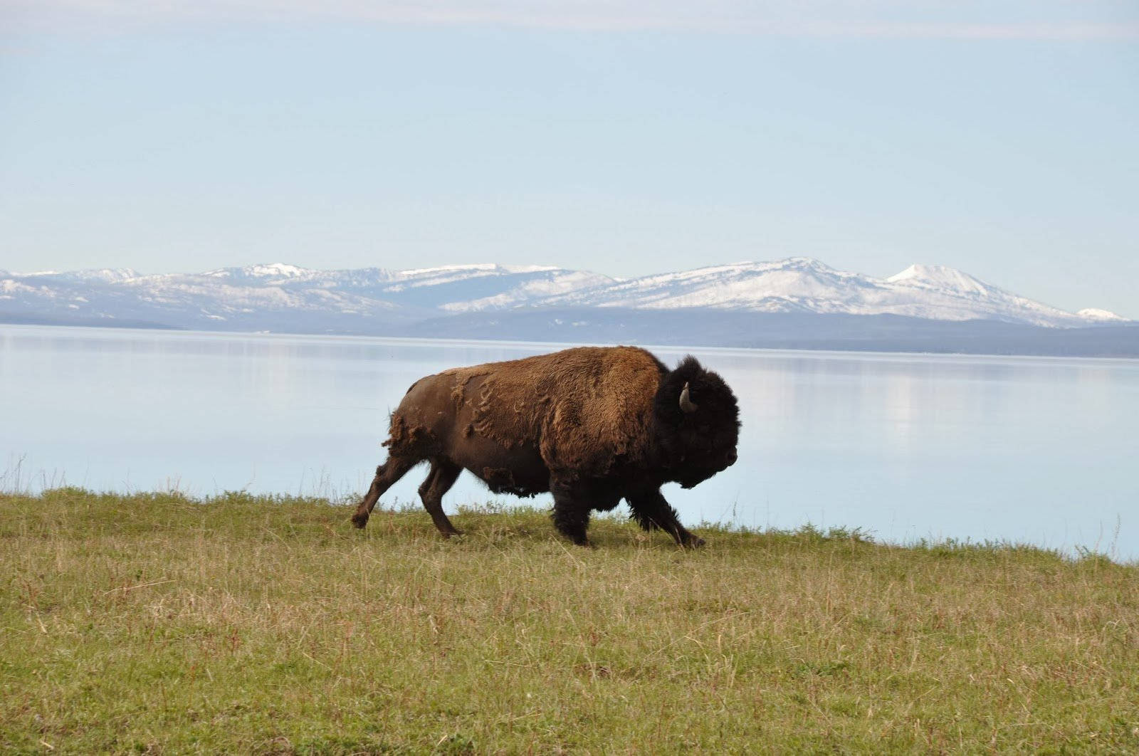 bison, grassy shore, calm blue lake, HD Desktop Wallpaper
