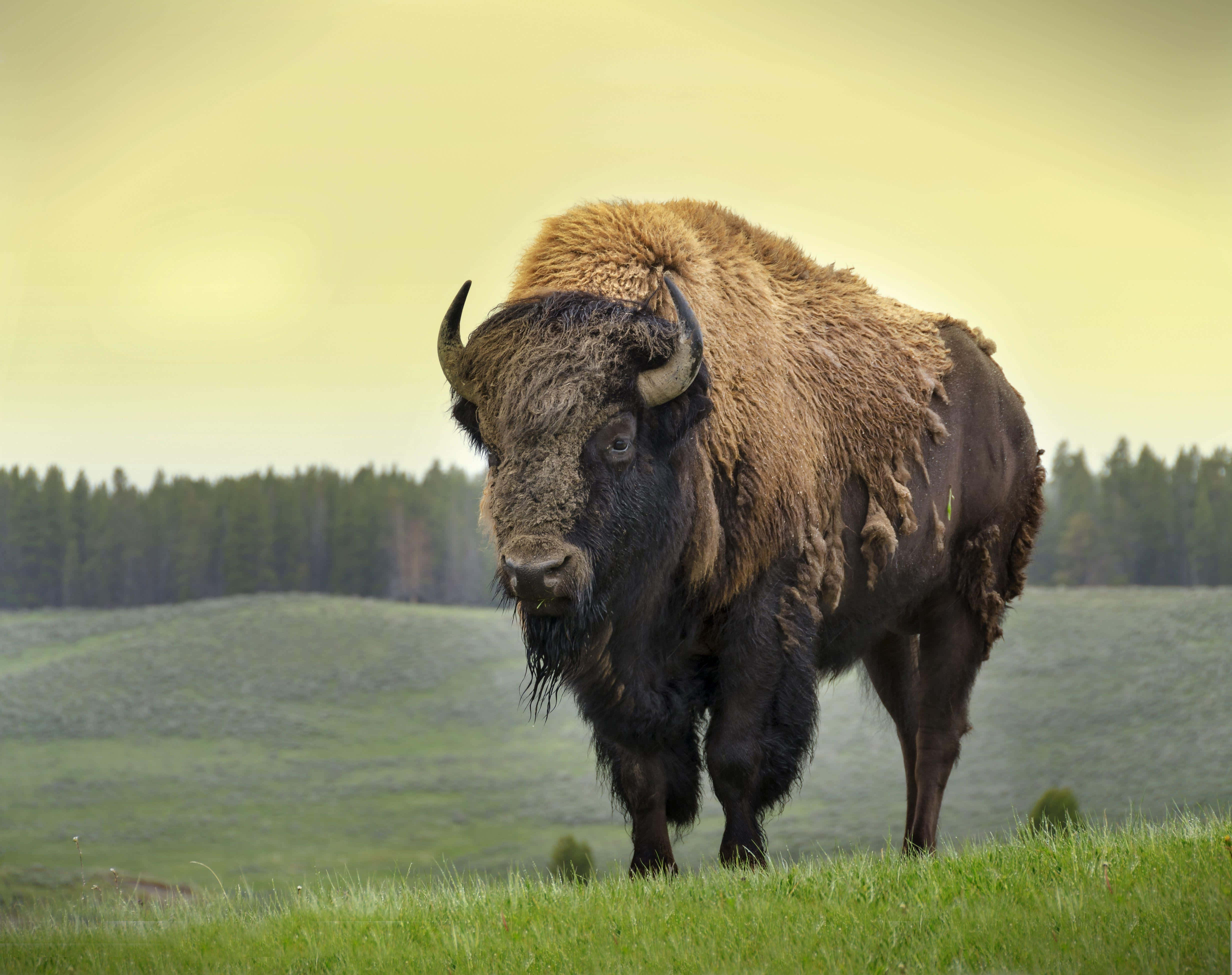 bison, grassy hill, pale yellow sky, 4K Desktop Wallpaper