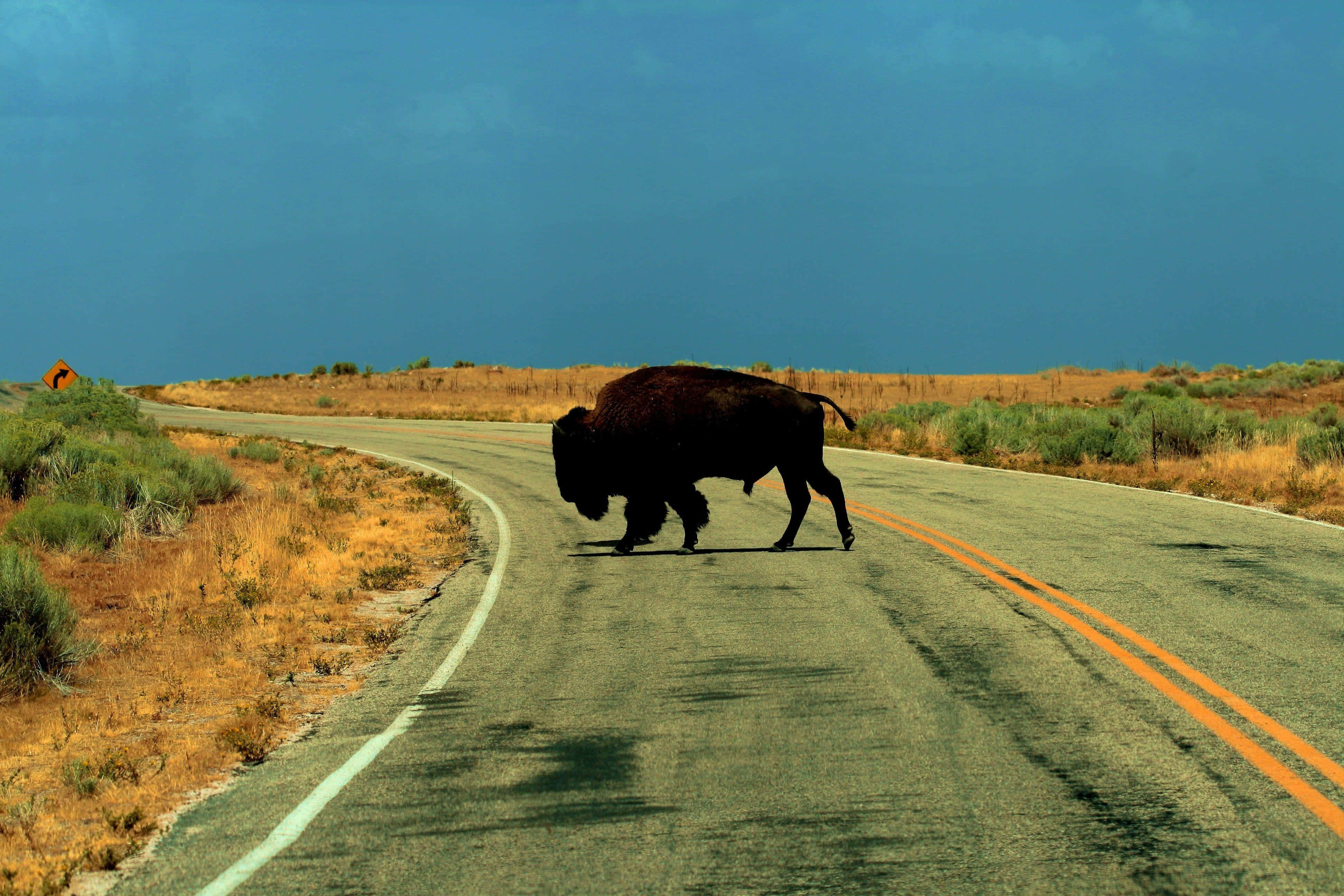 bison, desert road, moody blue sky, 4K Desktop Wallpaper