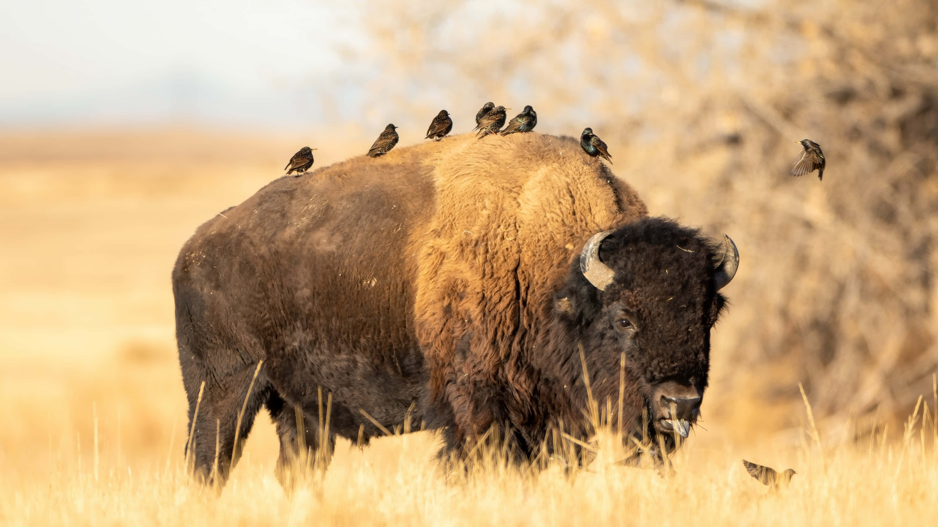 bison, golden grass, small birds, 4K Desktop Wallpaper