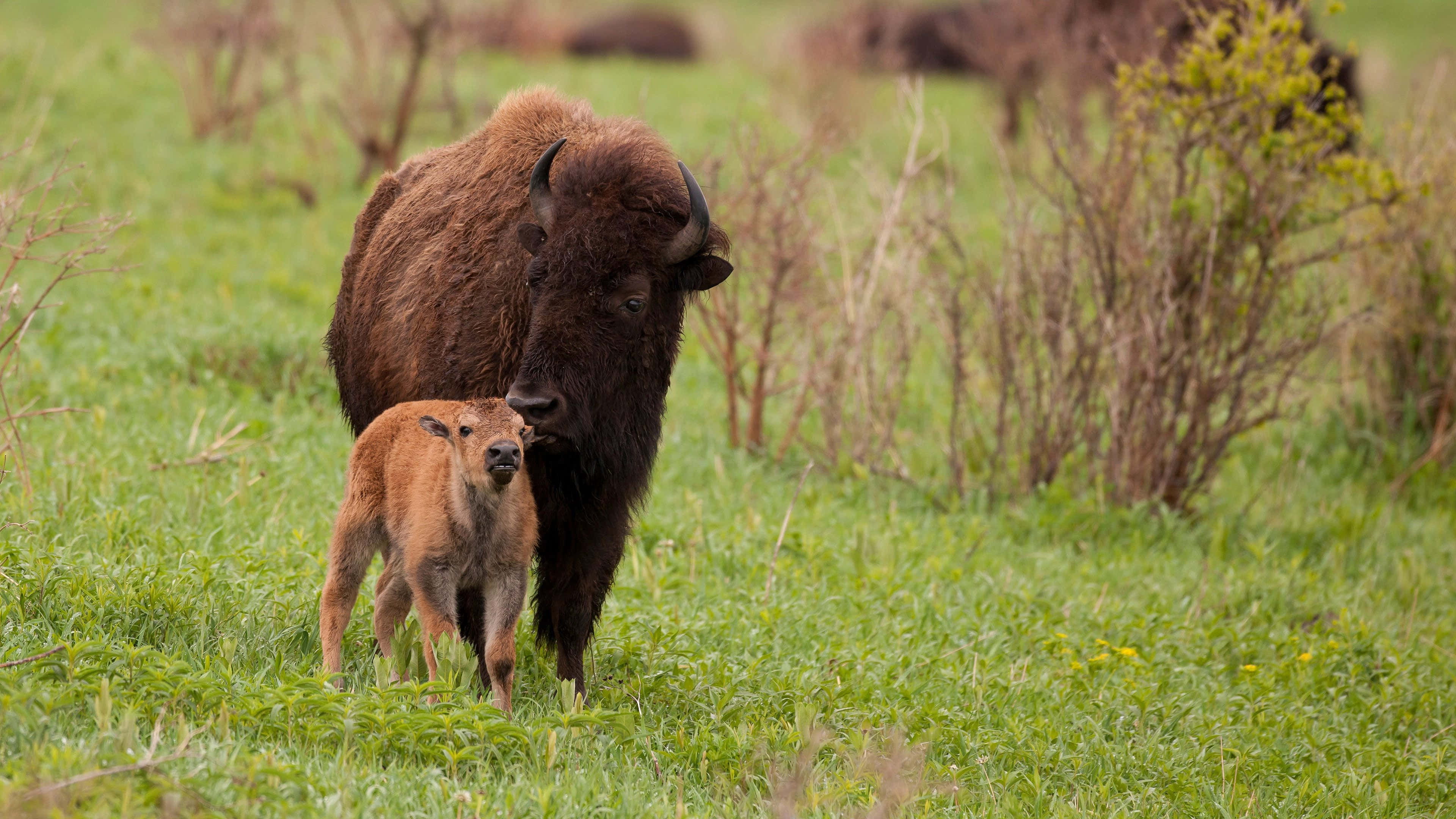 Bison, calf, meadow, 4K Desktop Wallpaper