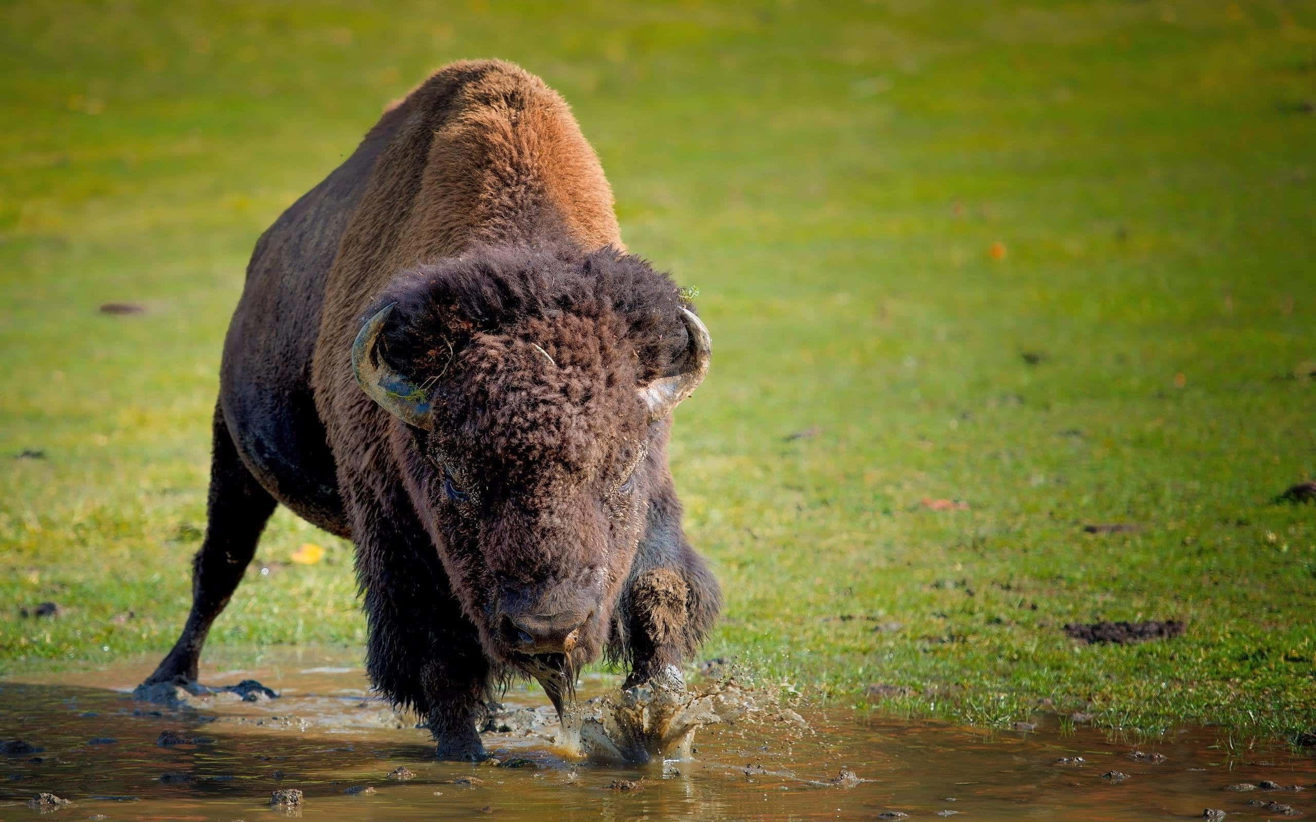 bison, muddy puddle, vibrant green grassy field, 2K Desktop Wallpaper