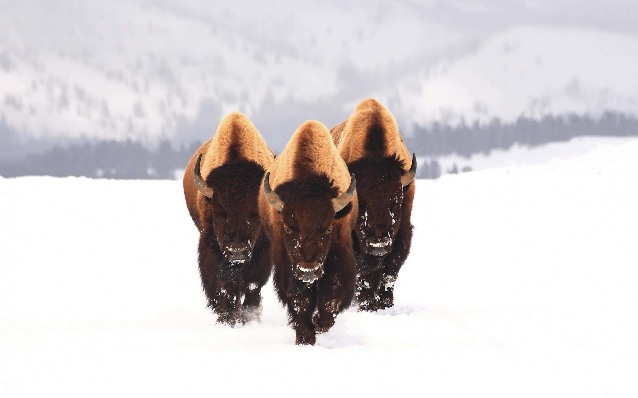 Bison, winter snowscape, deep snow, 2K Desktop Wallpaper
