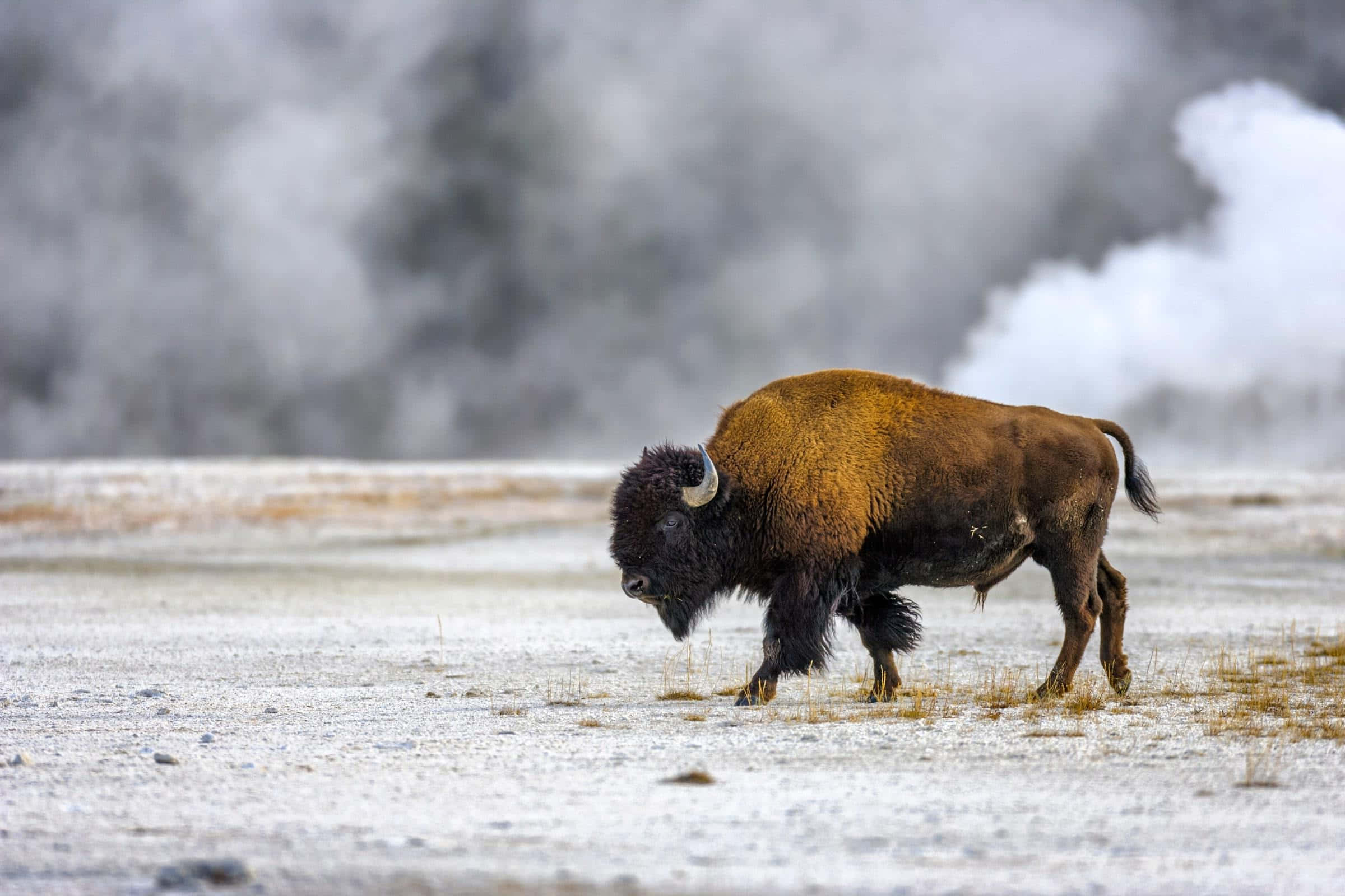 Bison, winter, snowy plain, Full HD Desktop Wallpaper