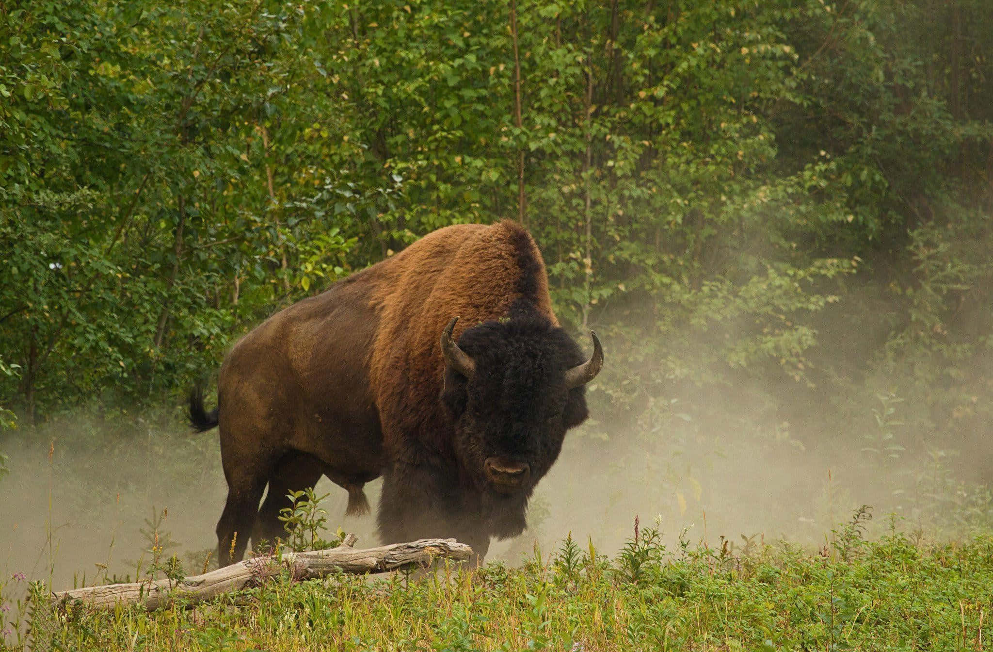 bison, misty wilderness, green forest clearing, Full HD Desktop Wallpaper