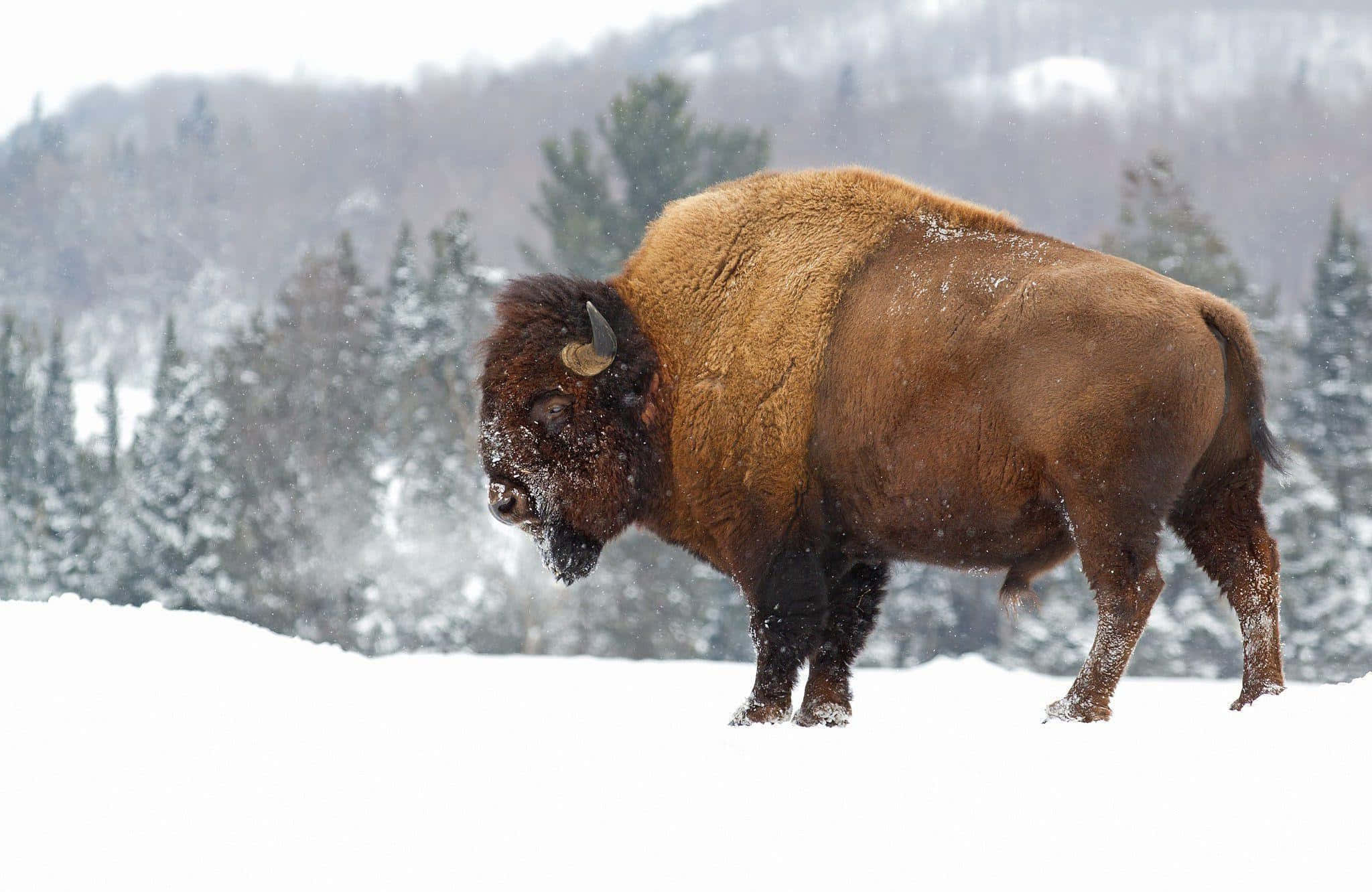 Bison, snowy landscape, snowflakes, Full HD Desktop Wallpaper