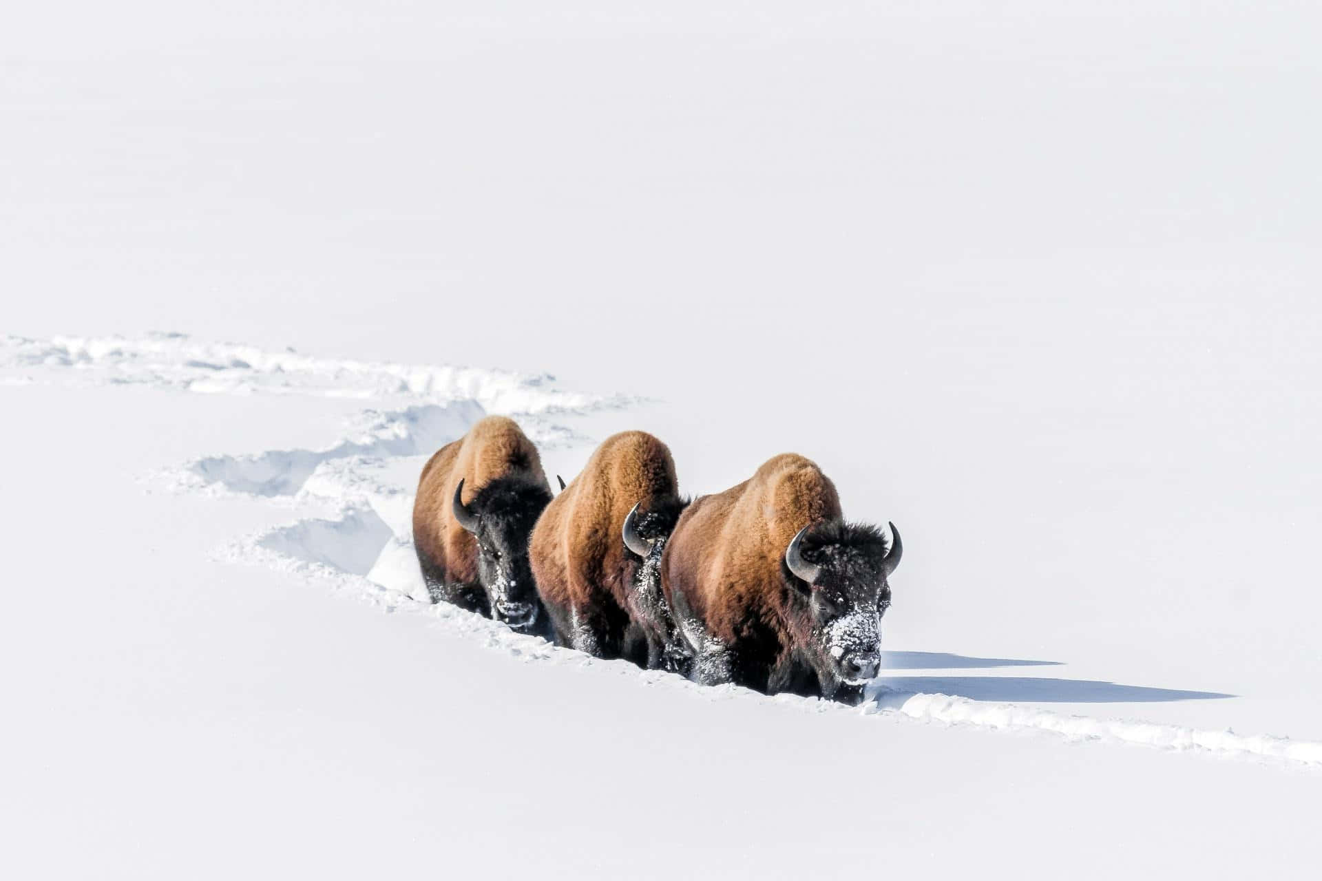 Bison, snow trail, deep snow, Full HD Desktop Wallpaper