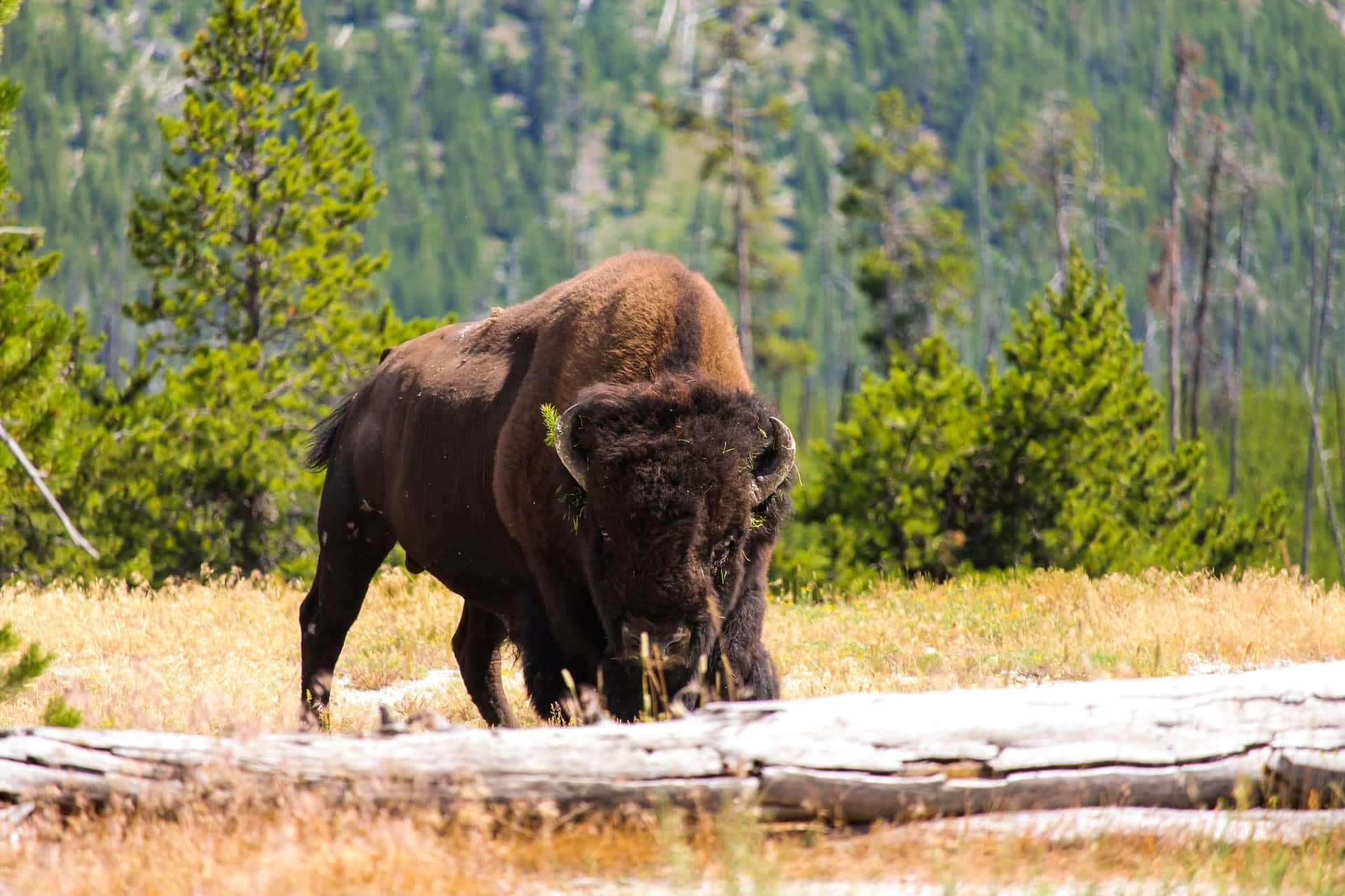 bison, sunlit meadow, green pine trees, Full HD Desktop Wallpaper