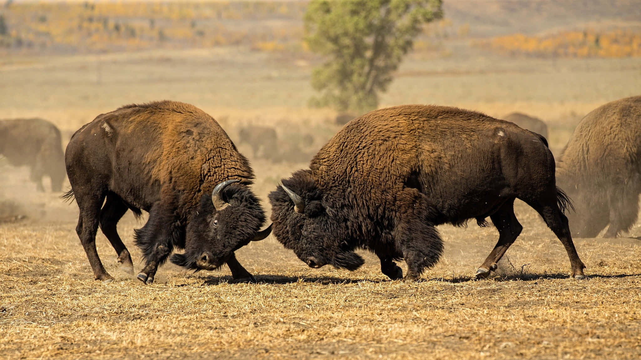 Bison, autumn, dusty field, Full HD Desktop Wallpaper