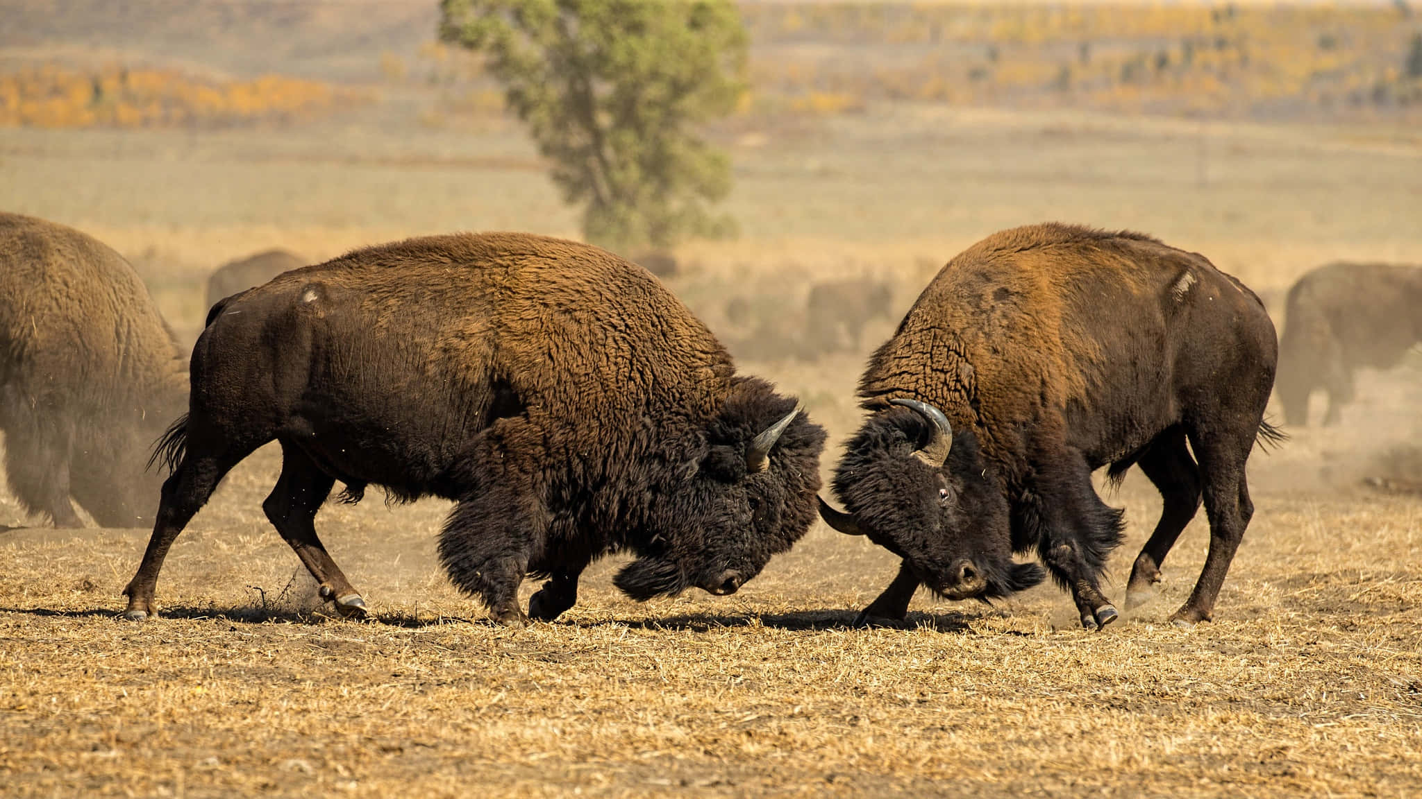 Bison, dusty field, hazy sky, Full HD Desktop Wallpaper