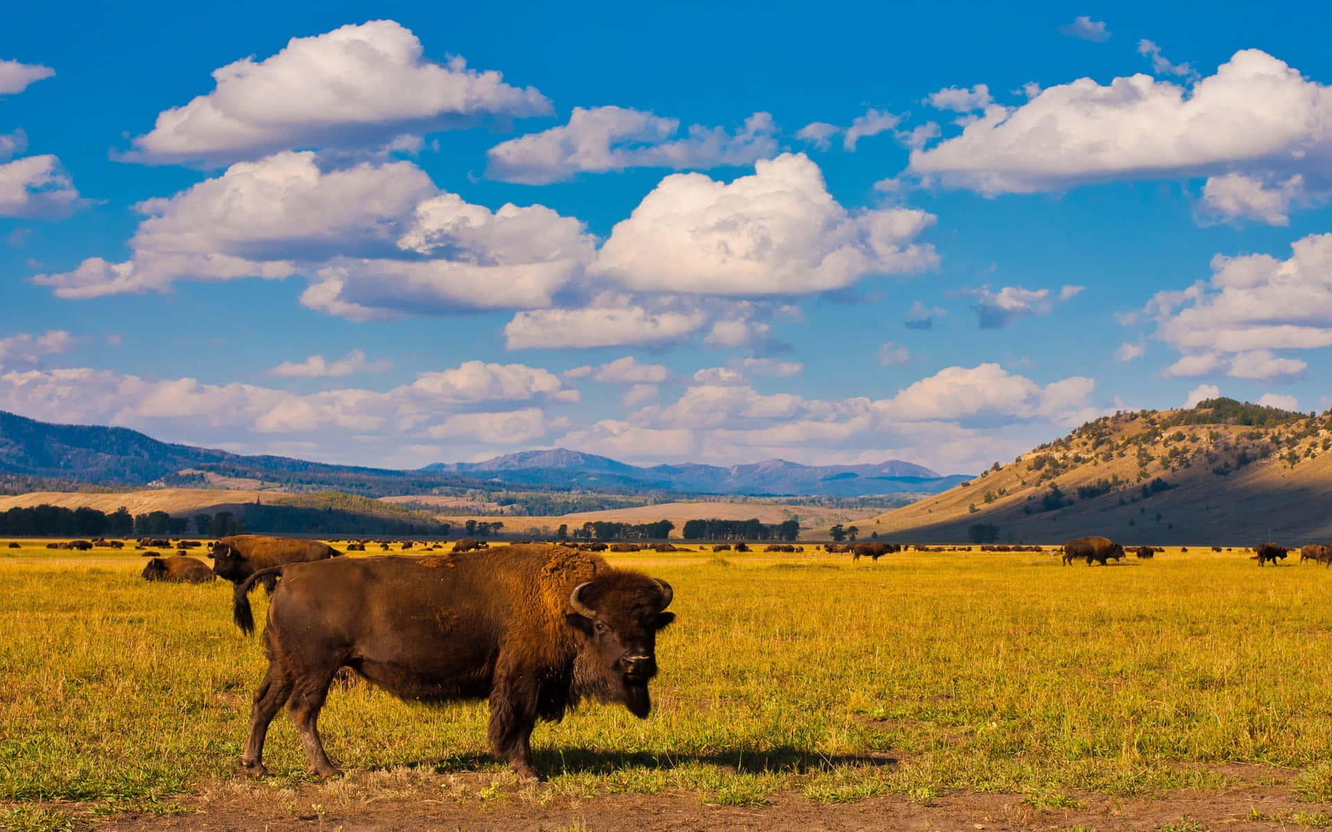bison, grassy field, mountain backdrop, Full HD Desktop Wallpaper