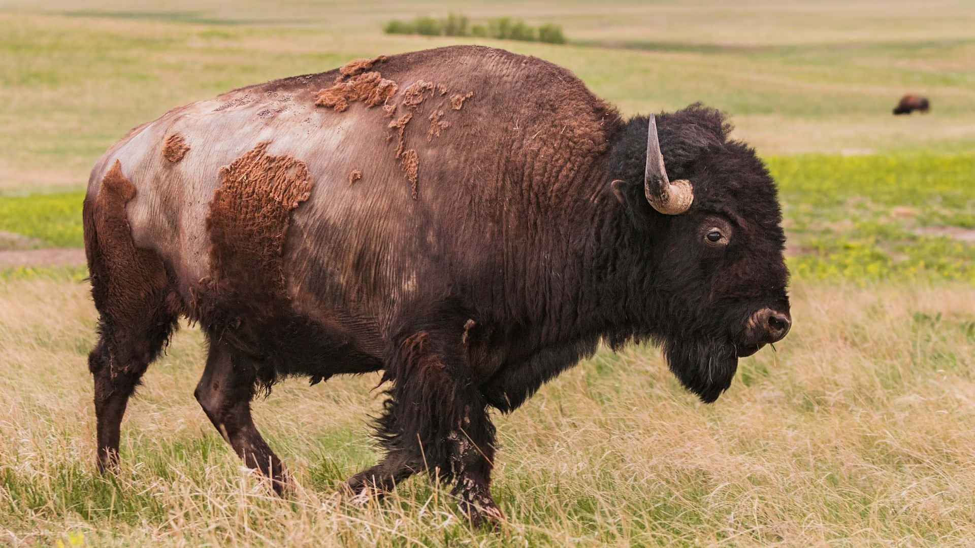 bison, tall grass, vast open field, Full HD Desktop Wallpaper