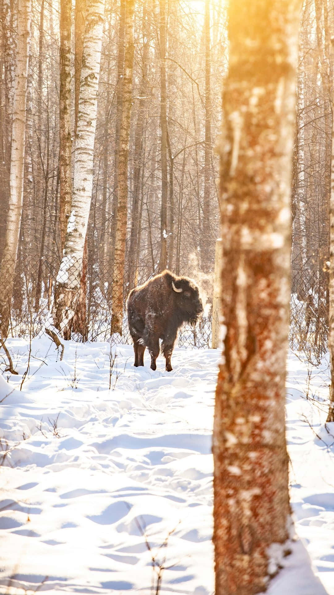 bison, birch forest, snowy, Full HD Phone Wallpaper