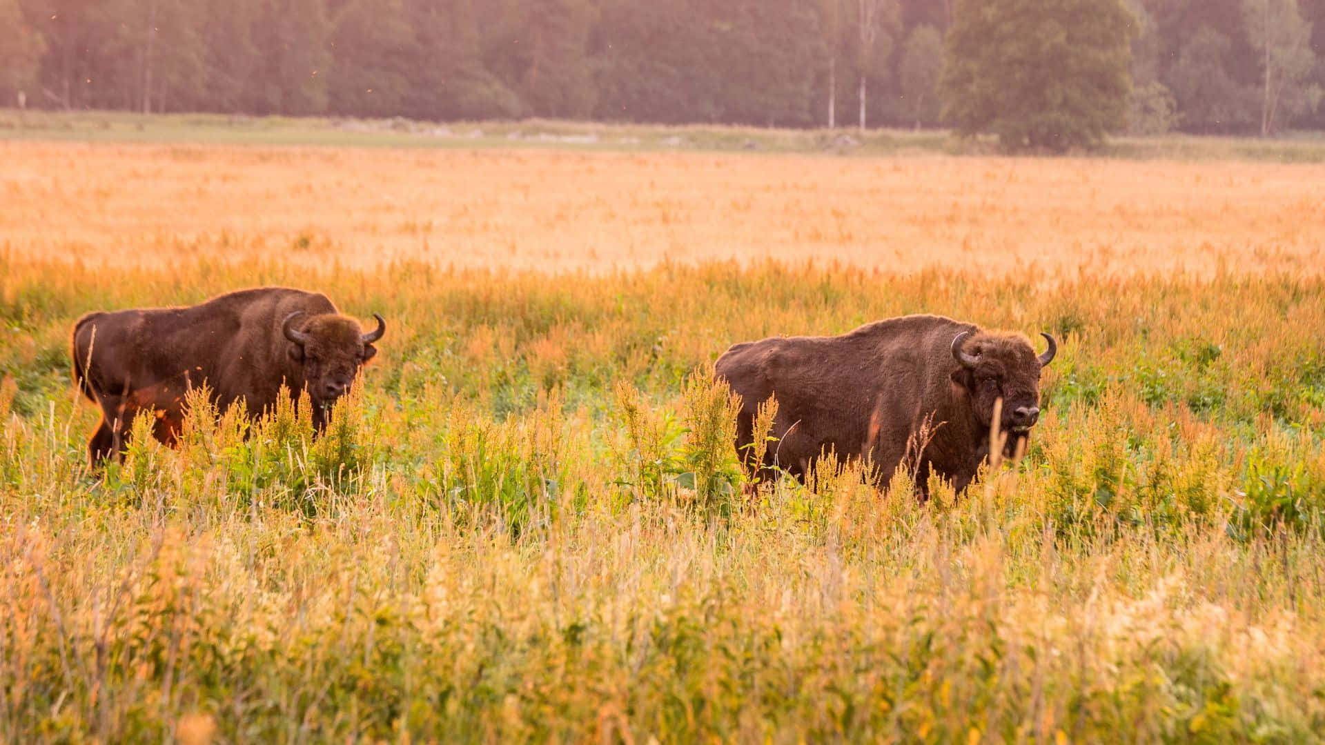 bison, grassland, dusk, Full HD Desktop Wallpaper