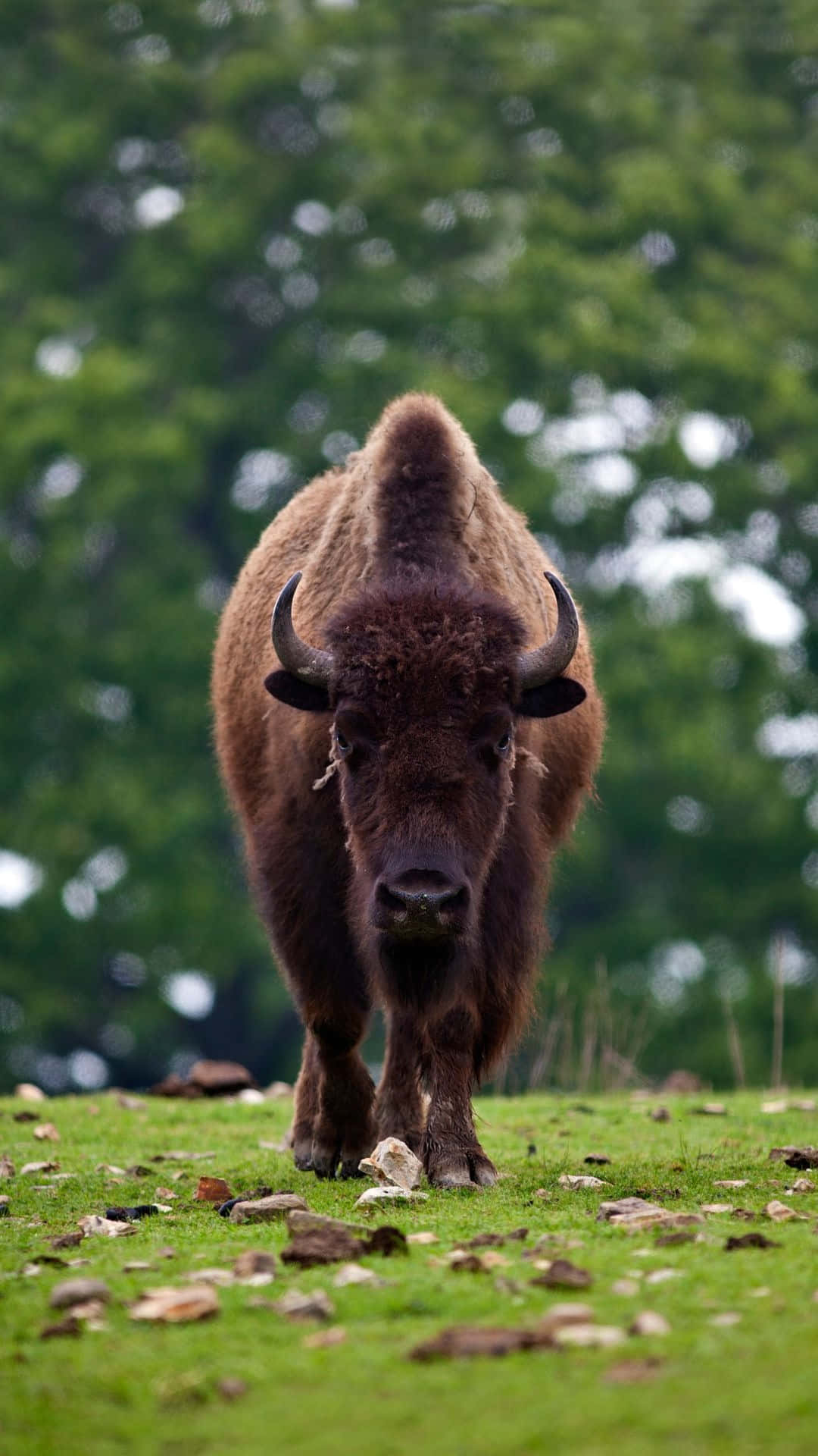 bison, grassy field, rocks, Full HD Phone Wallpaper